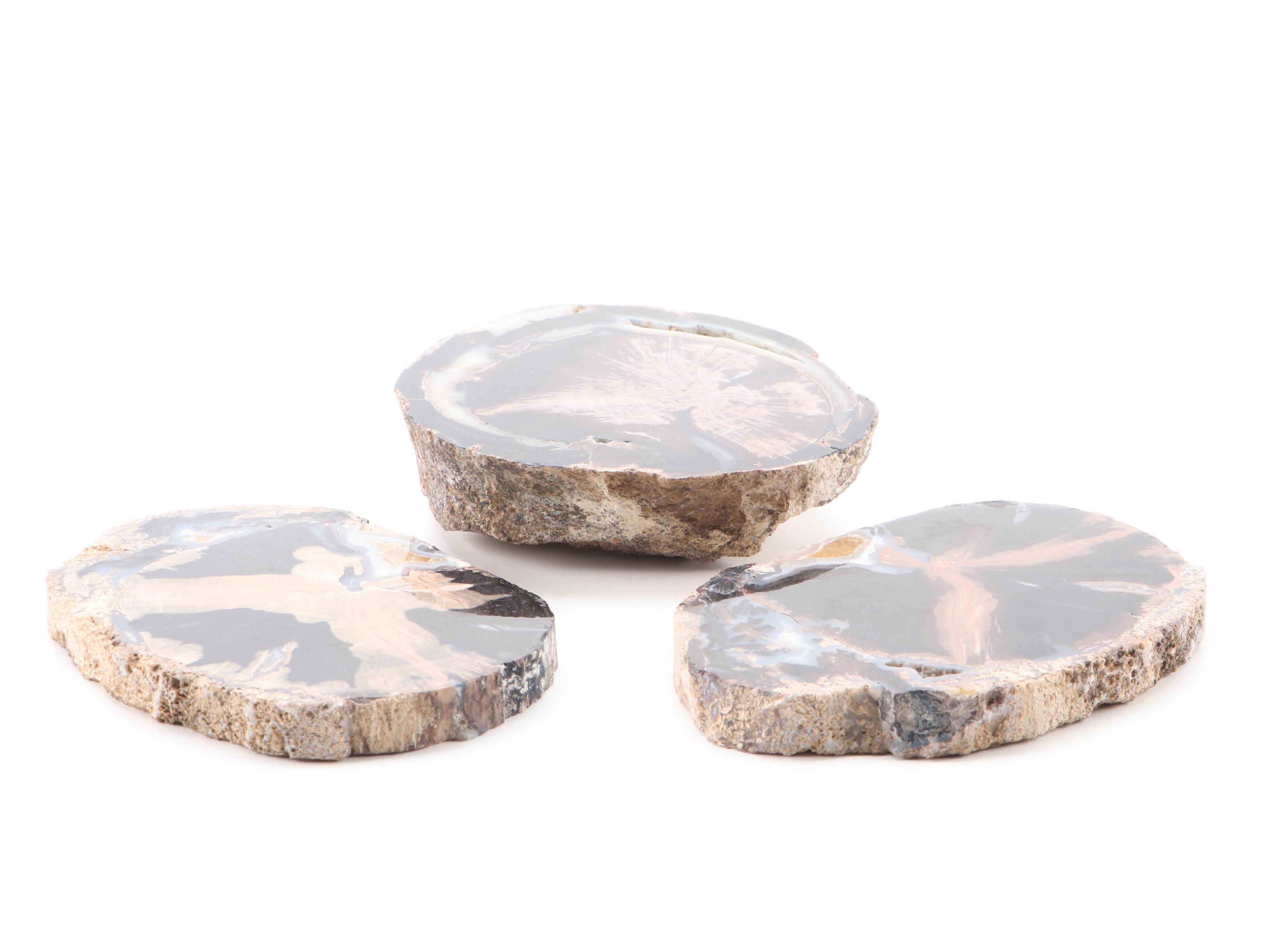 Agatized Petrified Wood Specimens