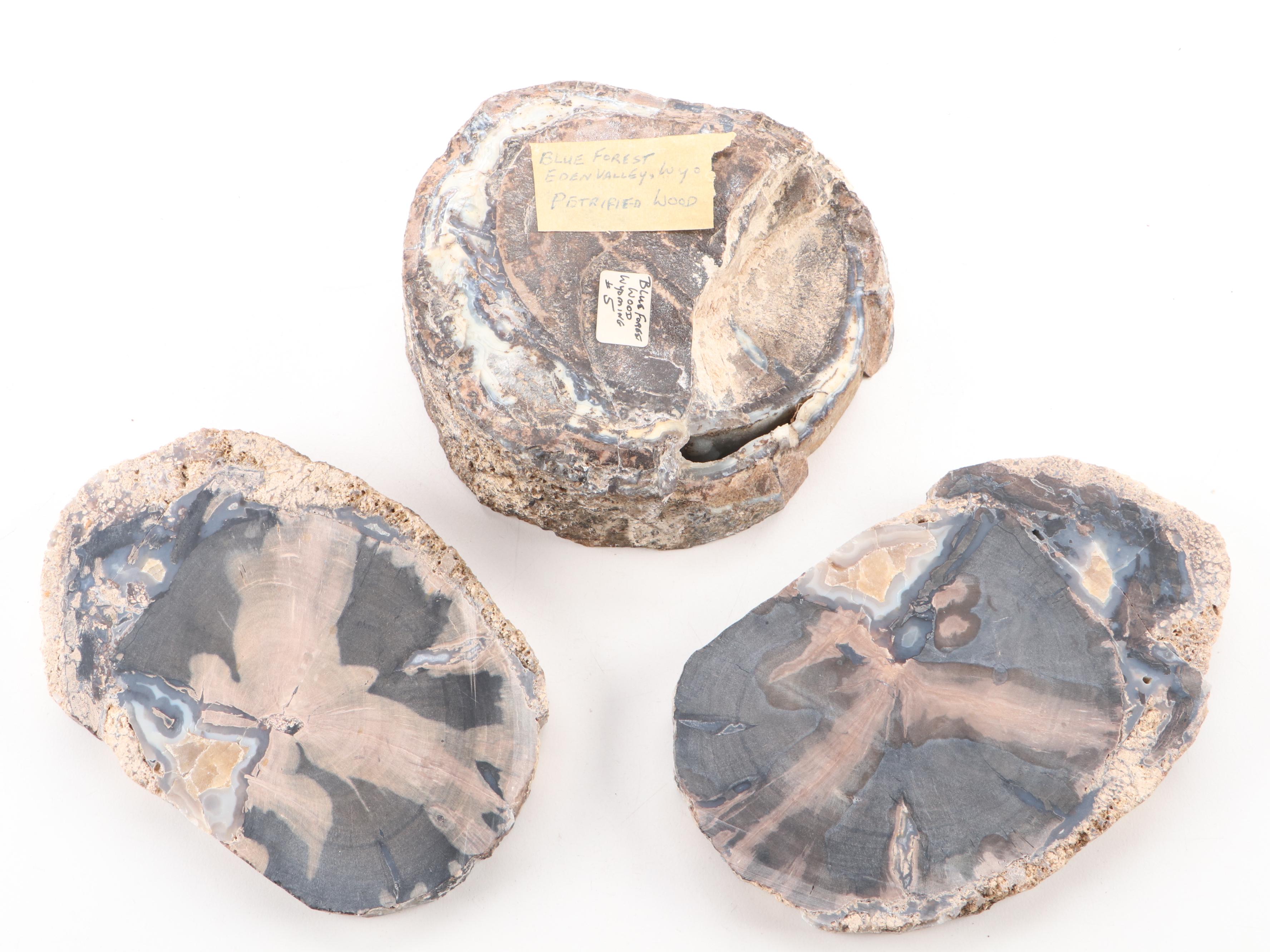 Agatized Petrified Wood Specimens