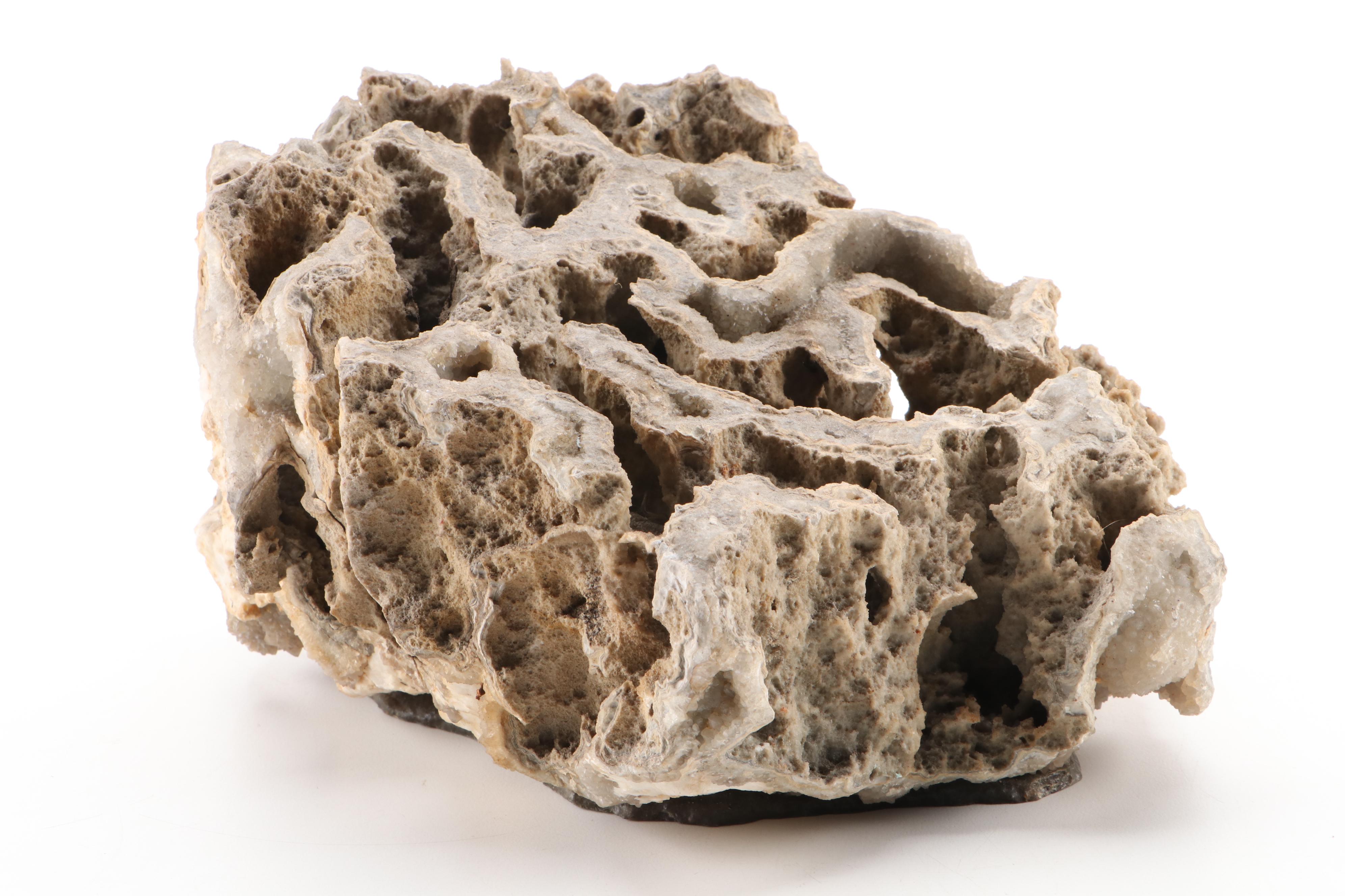 Fossil Coral Specimen