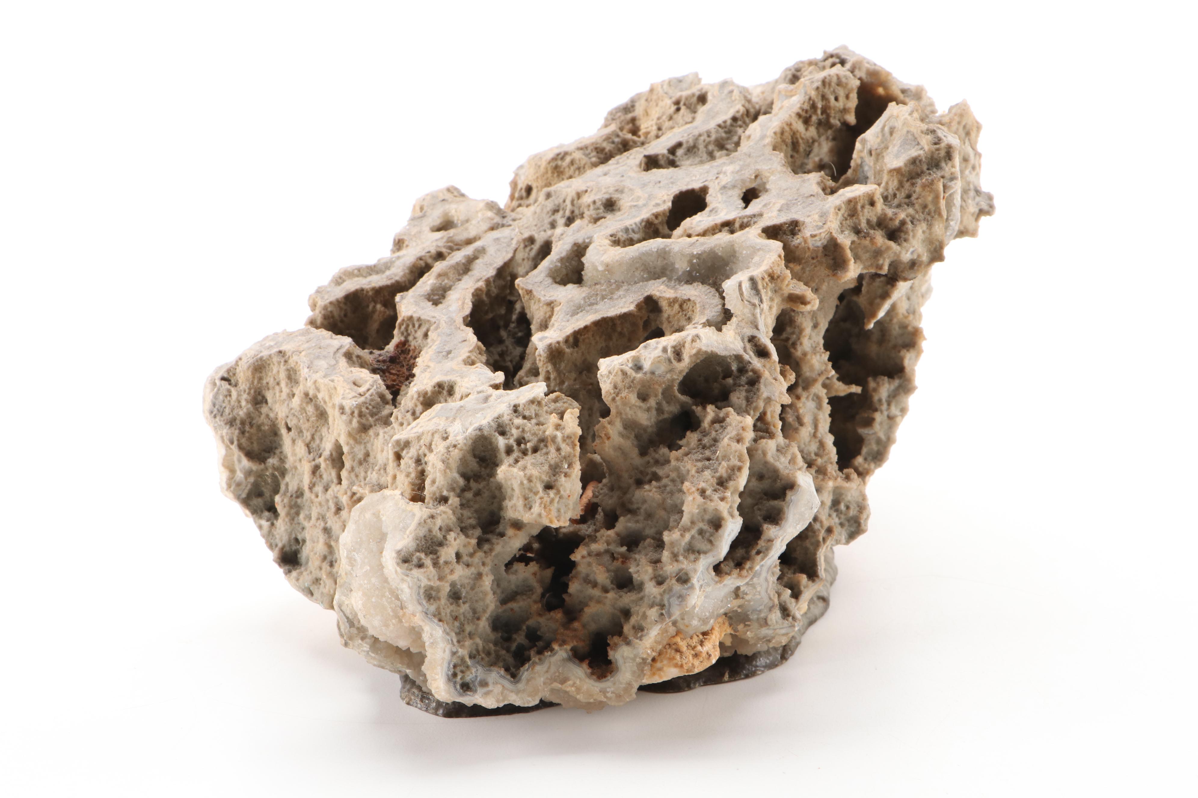 Fossil Coral Specimen