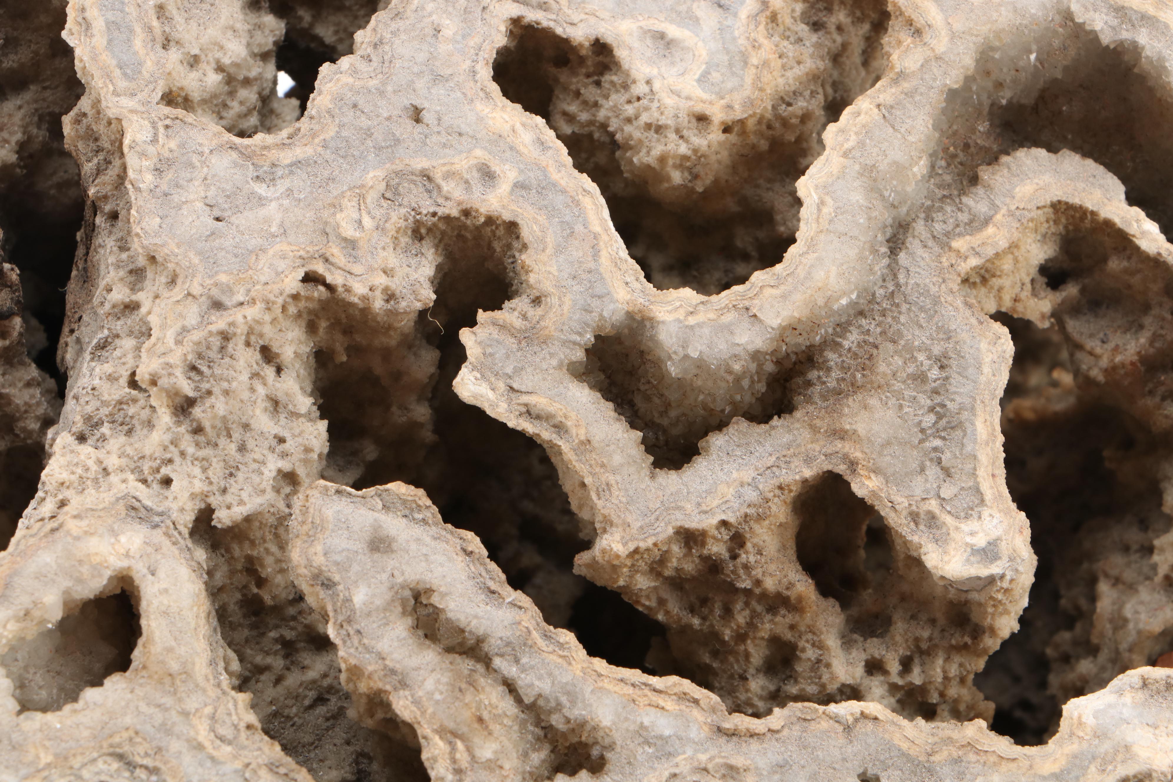 Fossil Coral Specimen