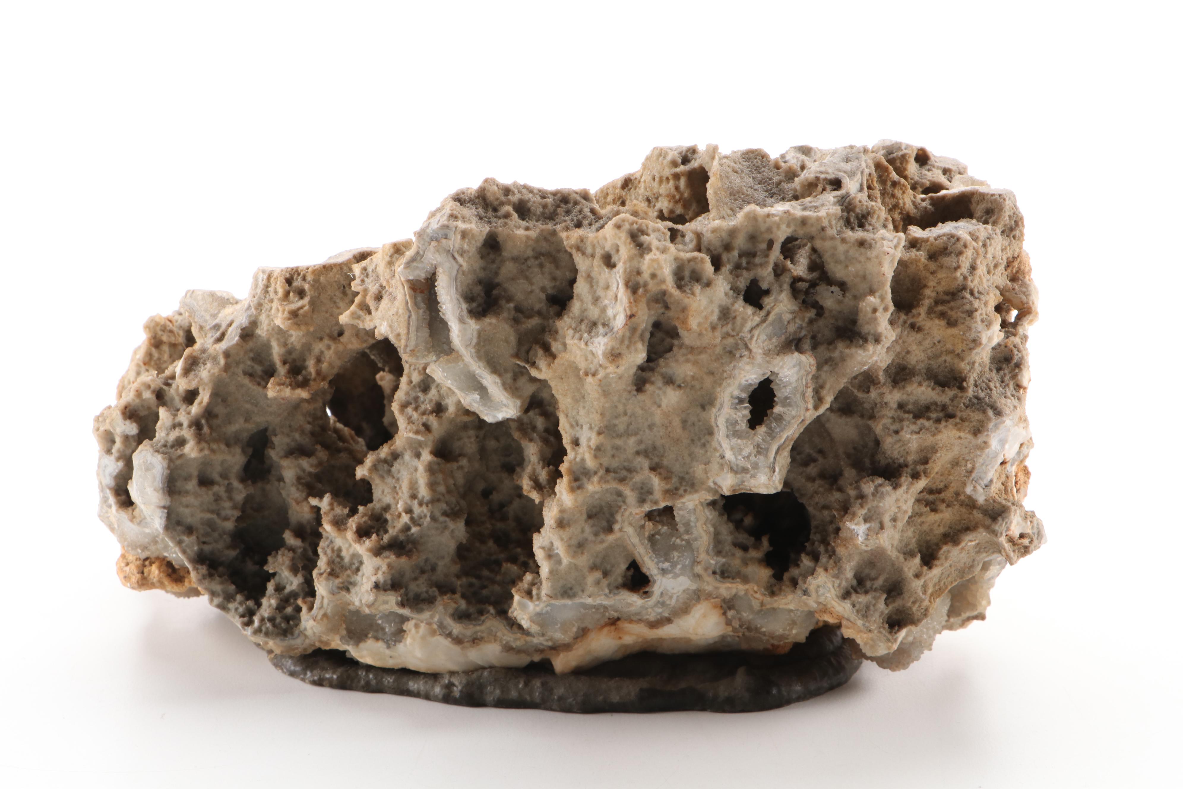 Fossil Coral Specimen