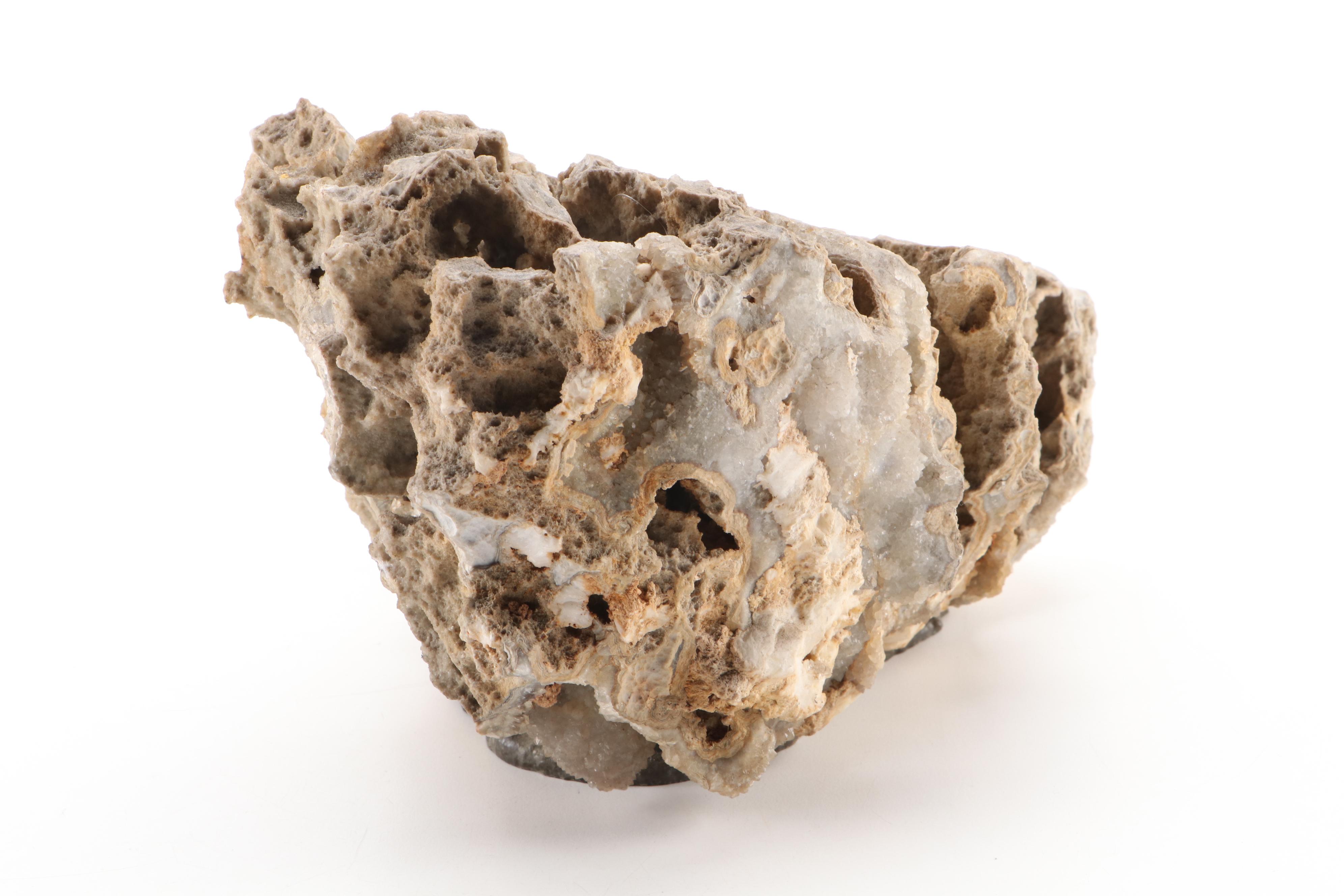 Fossil Coral Specimen