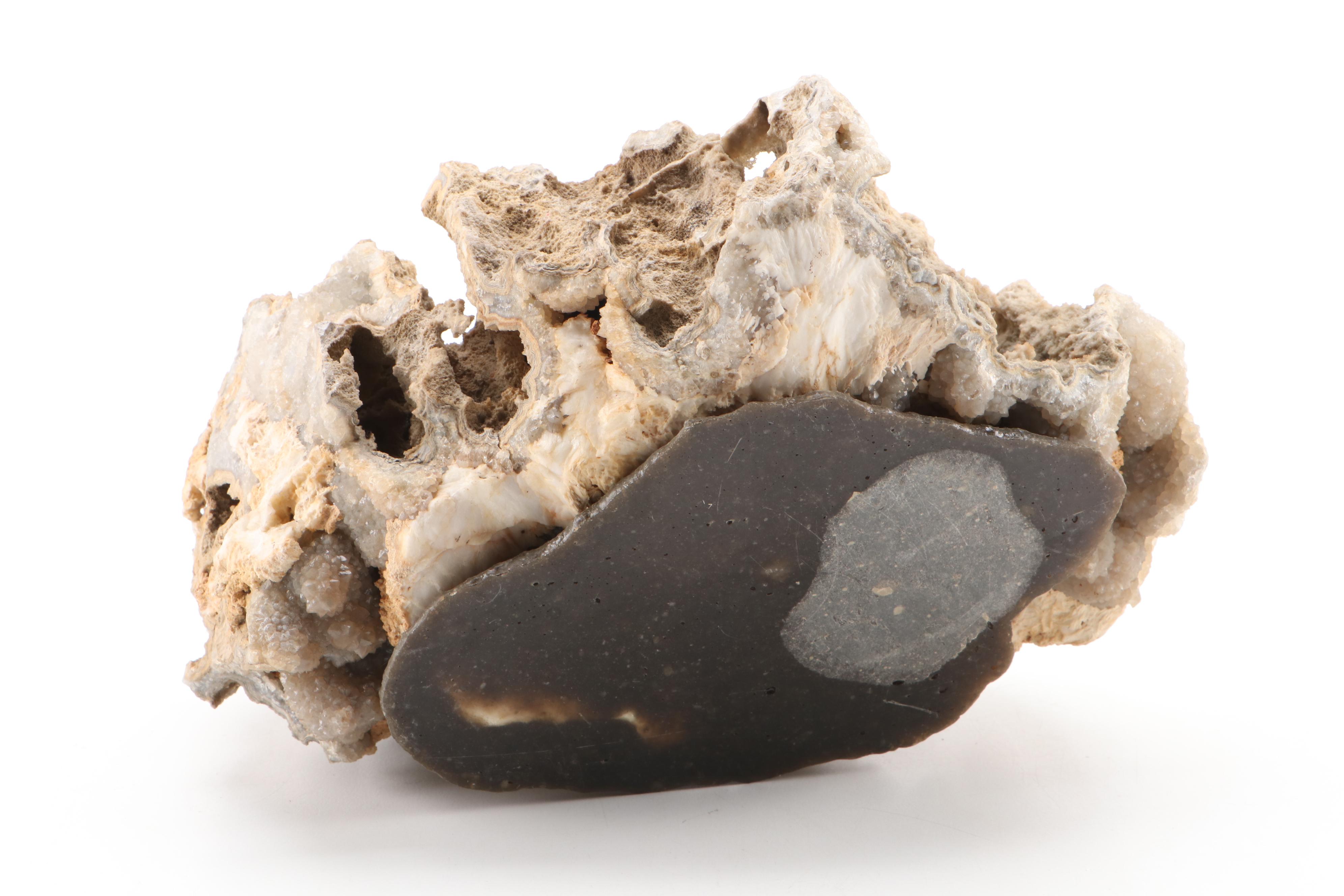 Fossil Coral Specimen