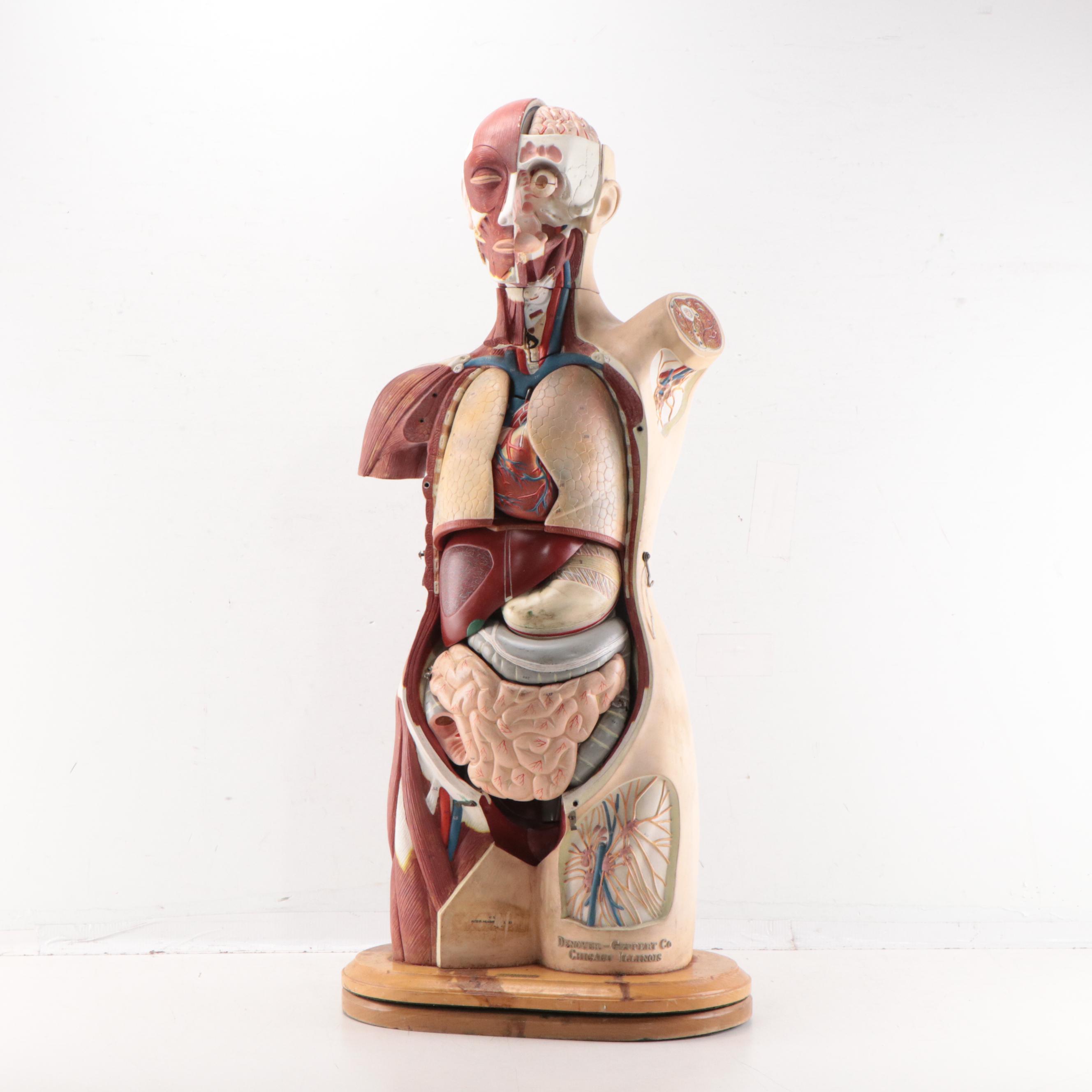 Denoyer-Geppert Co. Medical Model of Human Torso, Mid-20th Century
