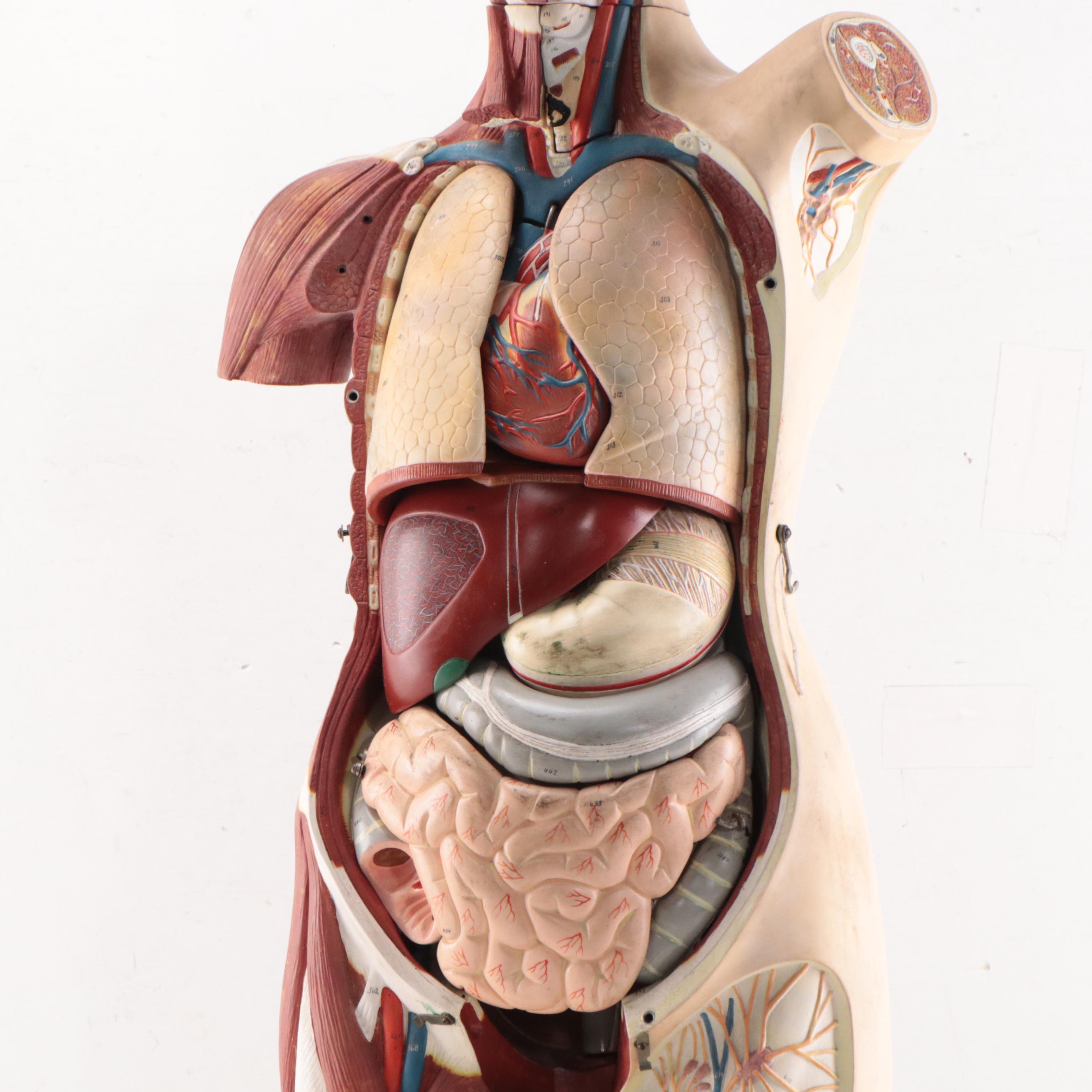 Denoyer-Geppert Co. Medical Model of Human Torso, Mid-20th Century