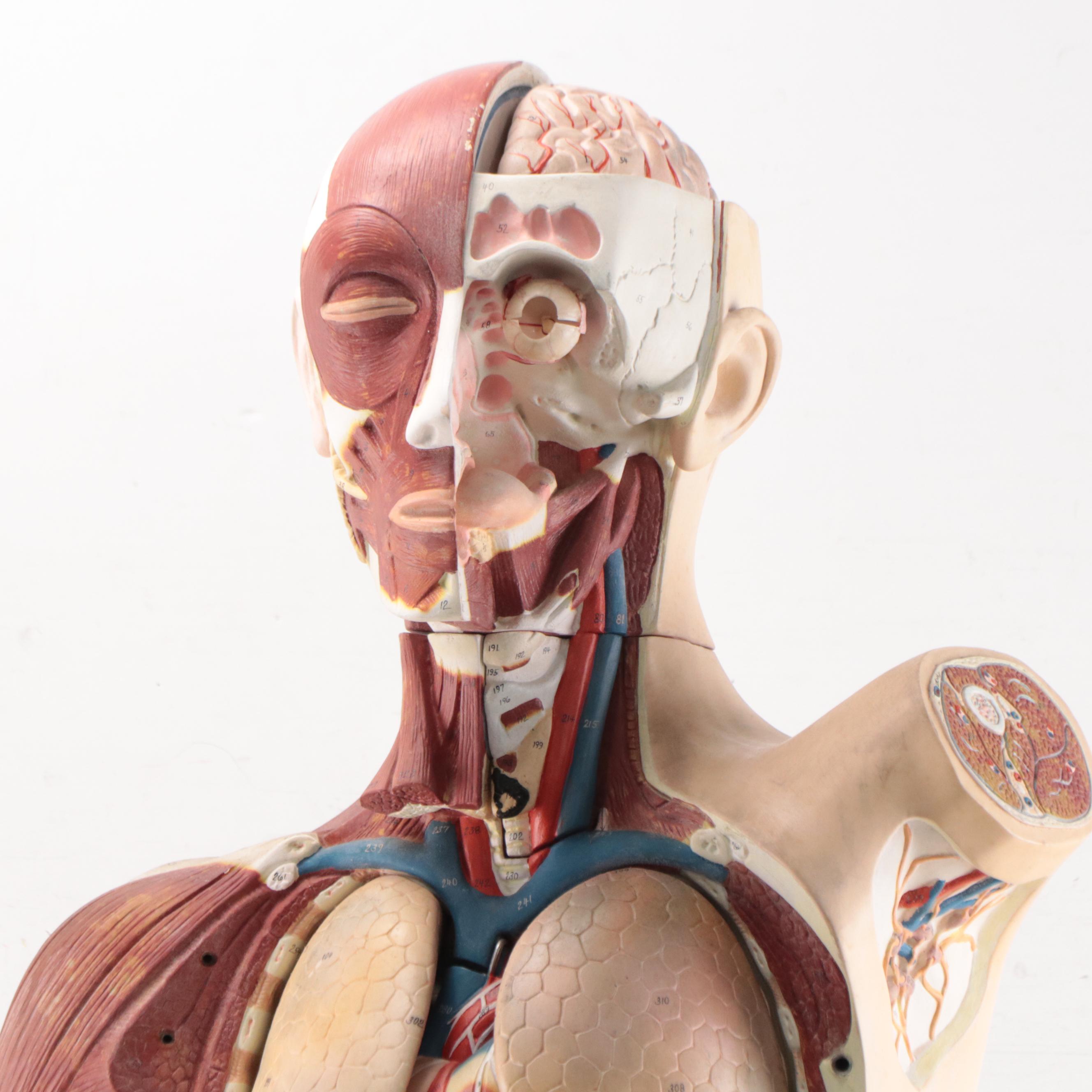 Denoyer-Geppert Co. Medical Model of Human Torso, Mid-20th Century