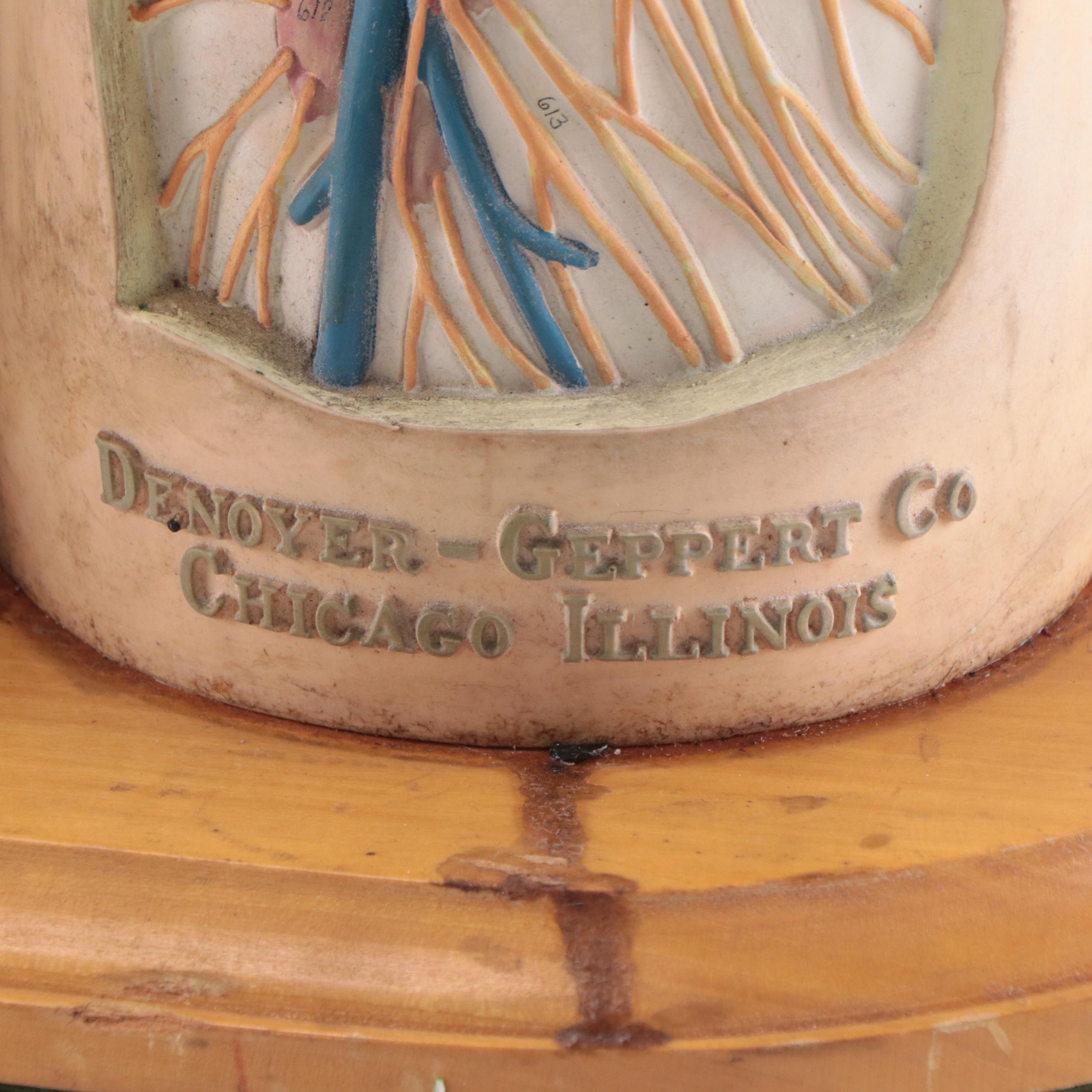 Denoyer-Geppert Co. Medical Model of Human Torso, Mid-20th Century
