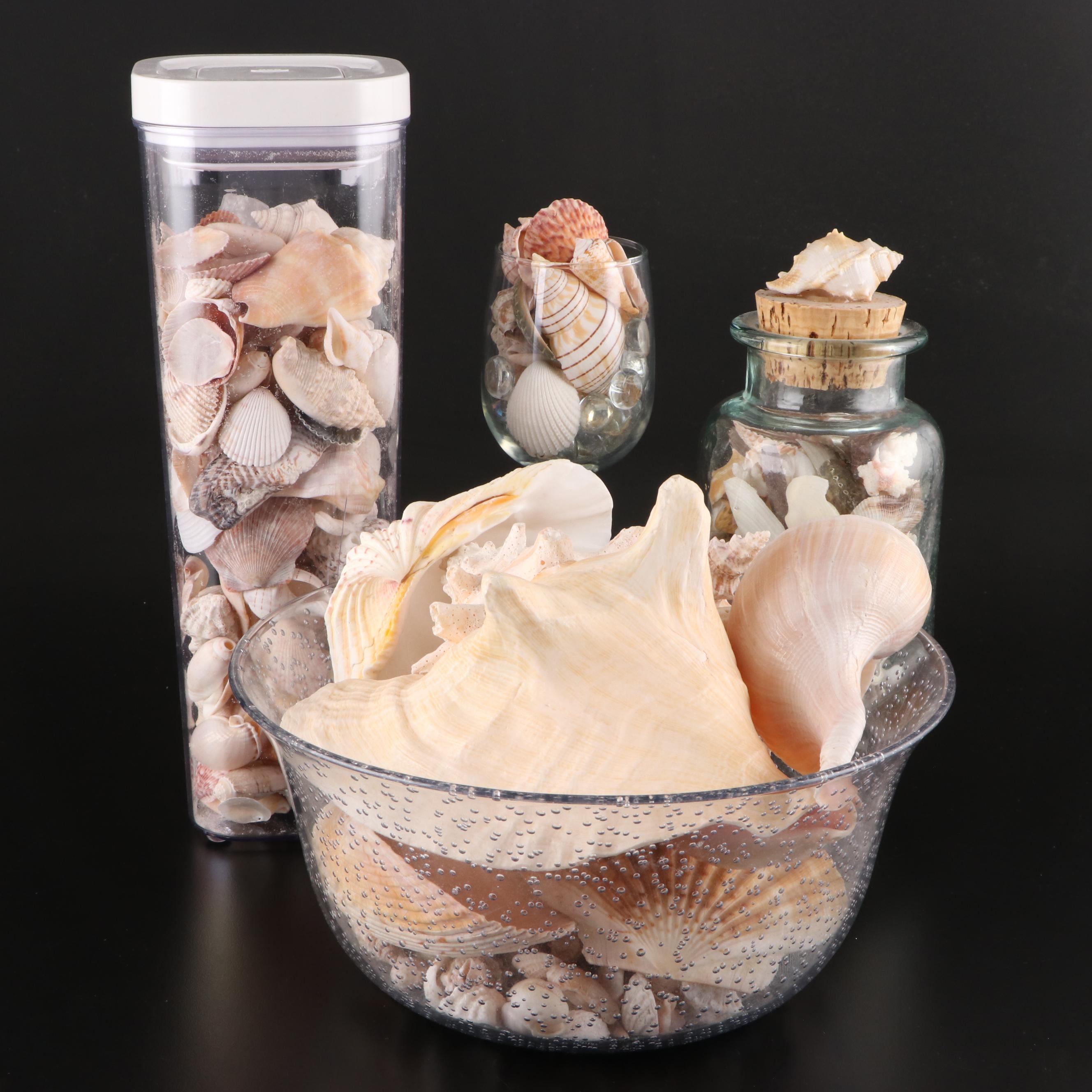 Queen Conch, Lightning Whelk, Clams, Tulip Shell, Cones and More