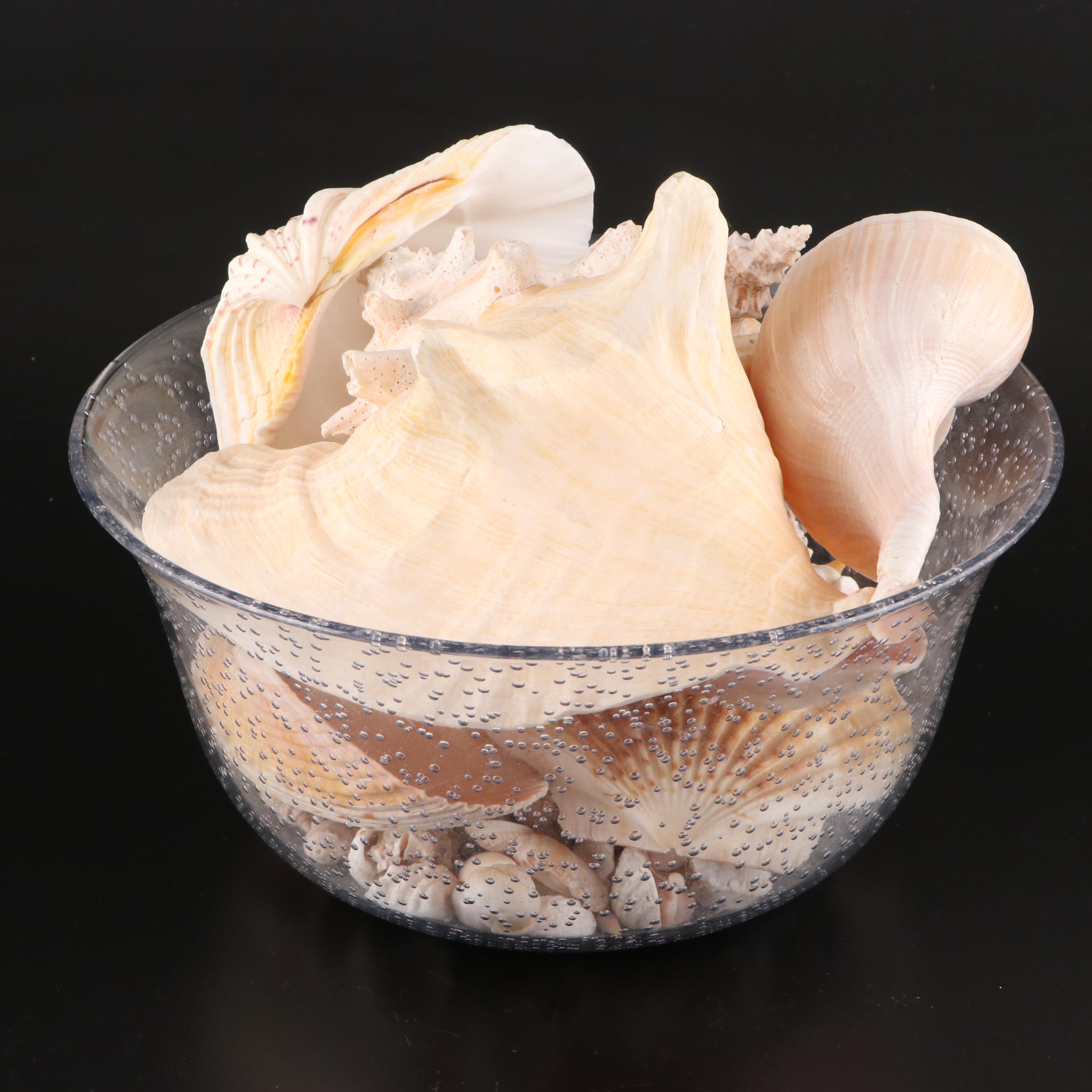 Queen Conch, Lightning Whelk, Clams, Tulip Shell, Cones and More