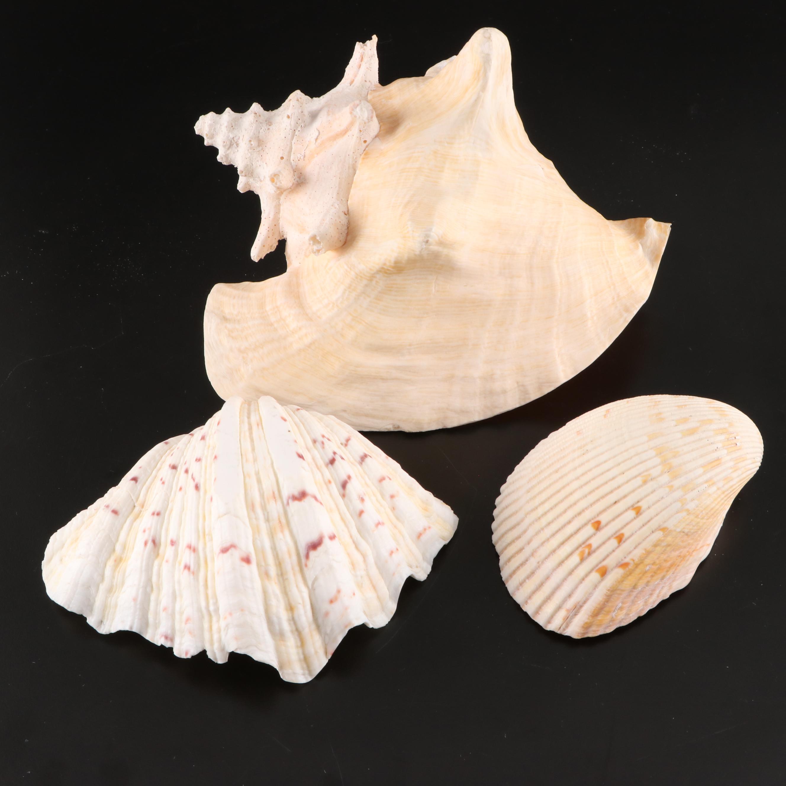 Queen Conch, Lightning Whelk, Clams, Tulip Shell, Cones and More