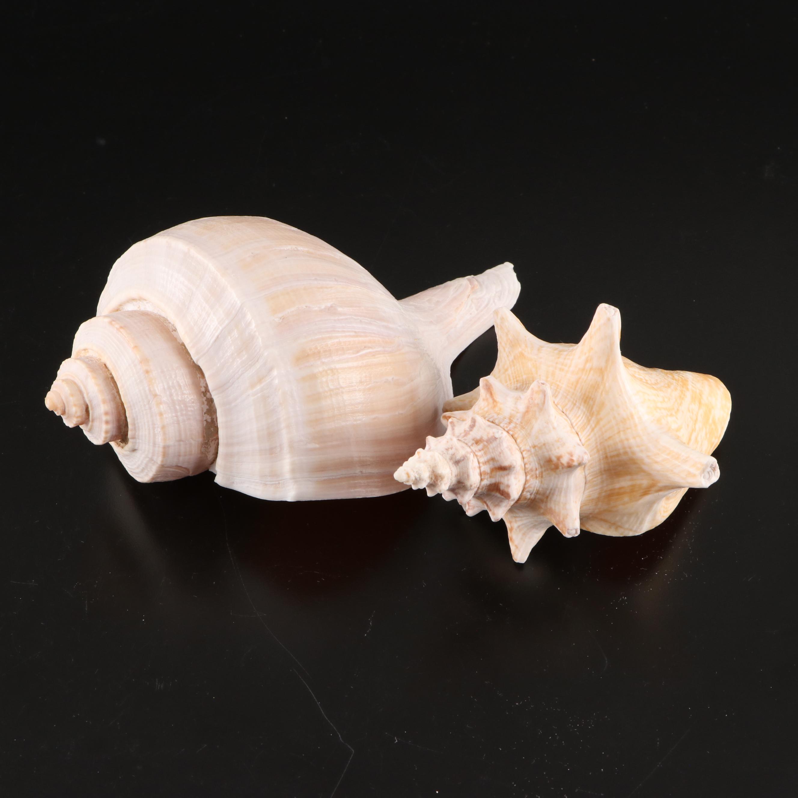 Queen Conch, Lightning Whelk, Clams, Tulip Shell, Cones and More