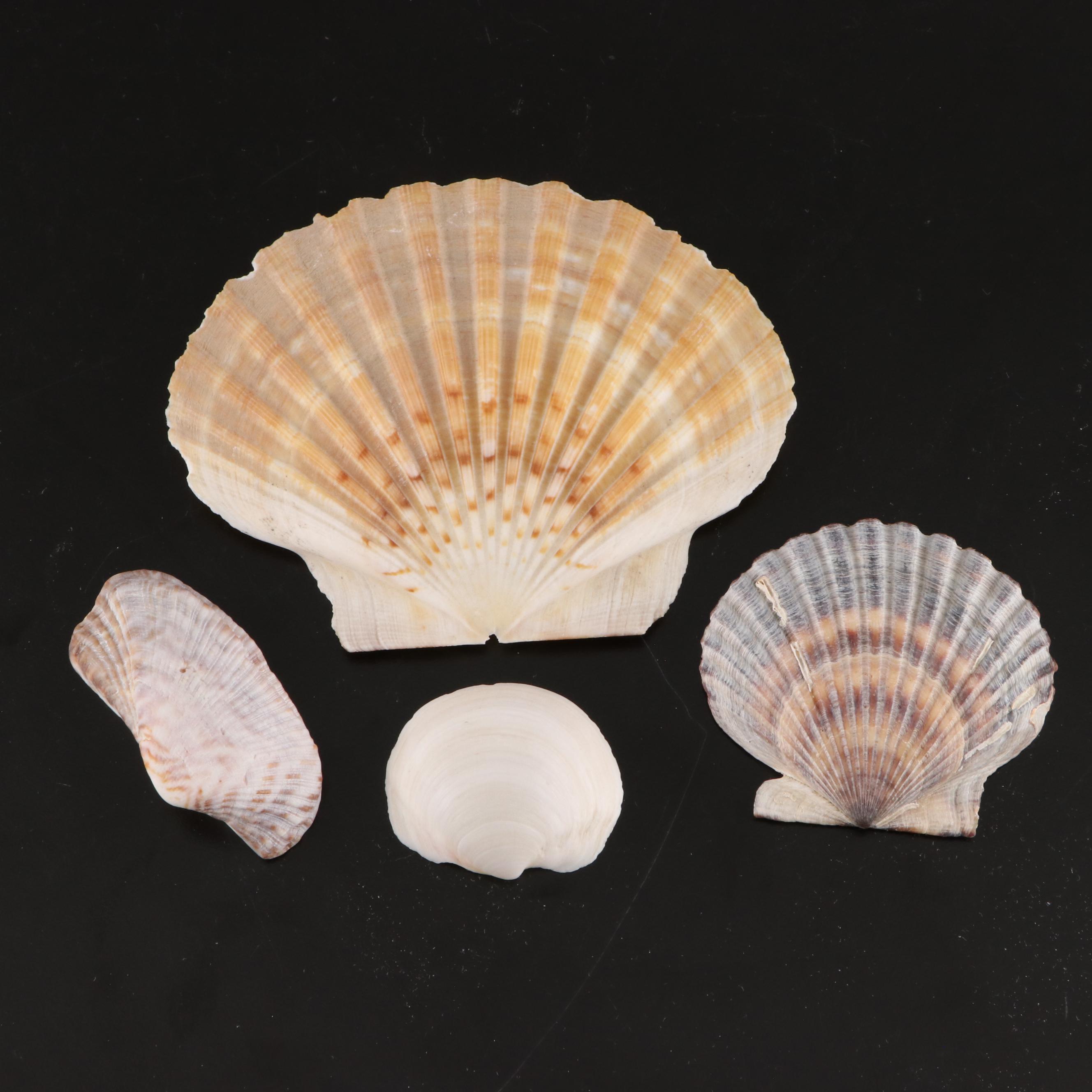 Queen Conch, Lightning Whelk, Clams, Tulip Shell, Cones and More