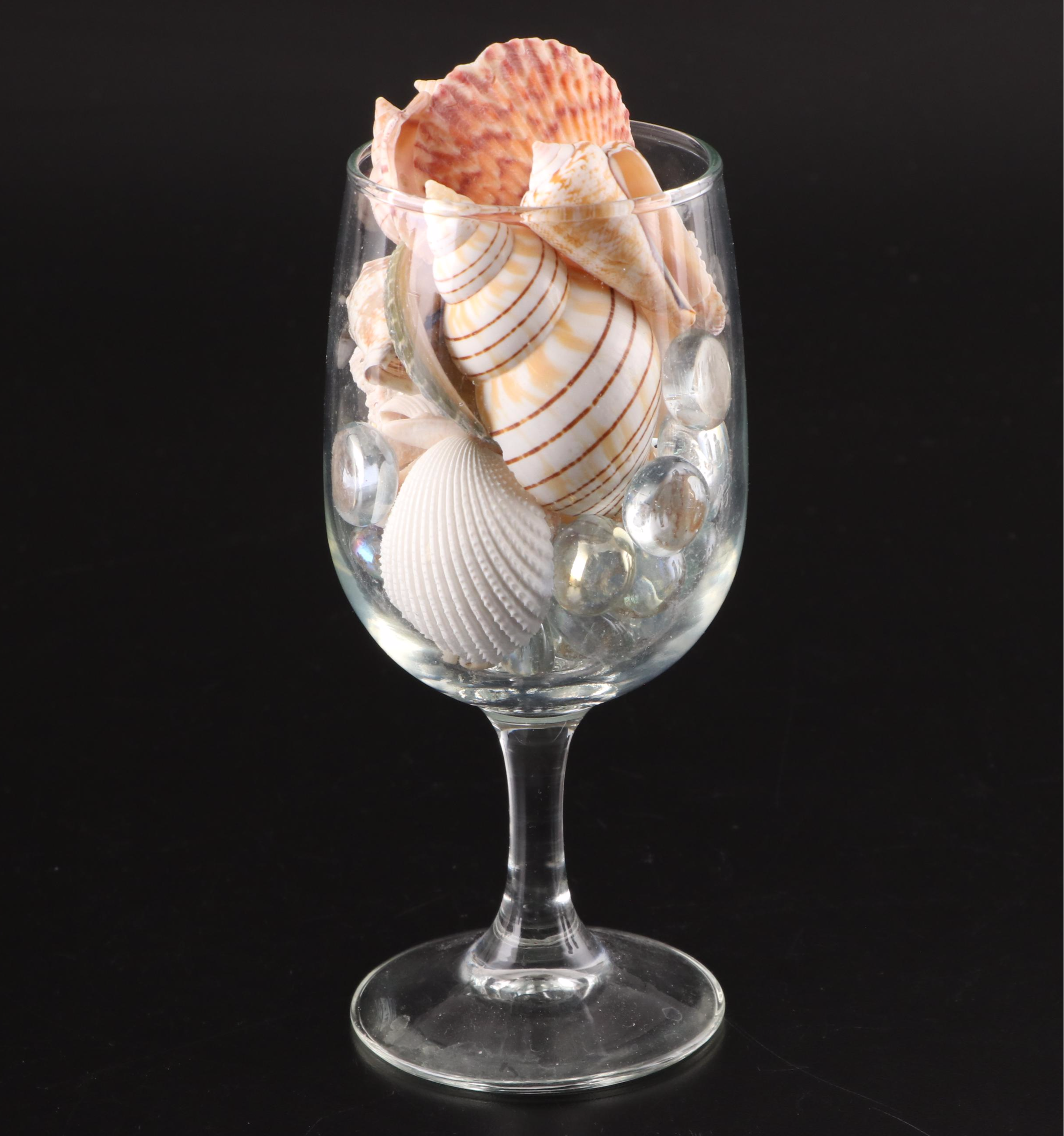 Queen Conch, Lightning Whelk, Clams, Tulip Shell, Cones and More