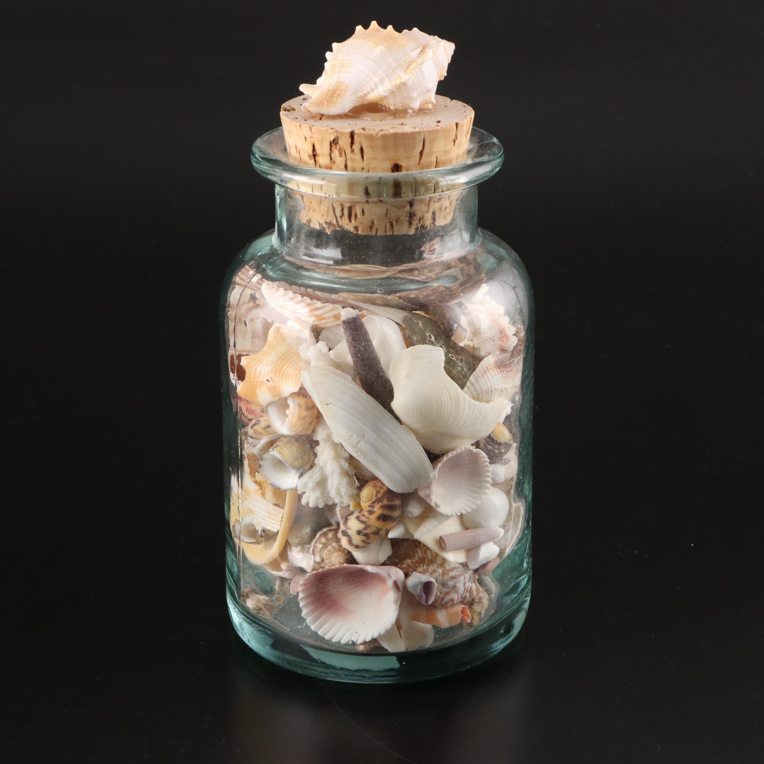 Queen Conch, Lightning Whelk, Clams, Tulip Shell, Cones and More