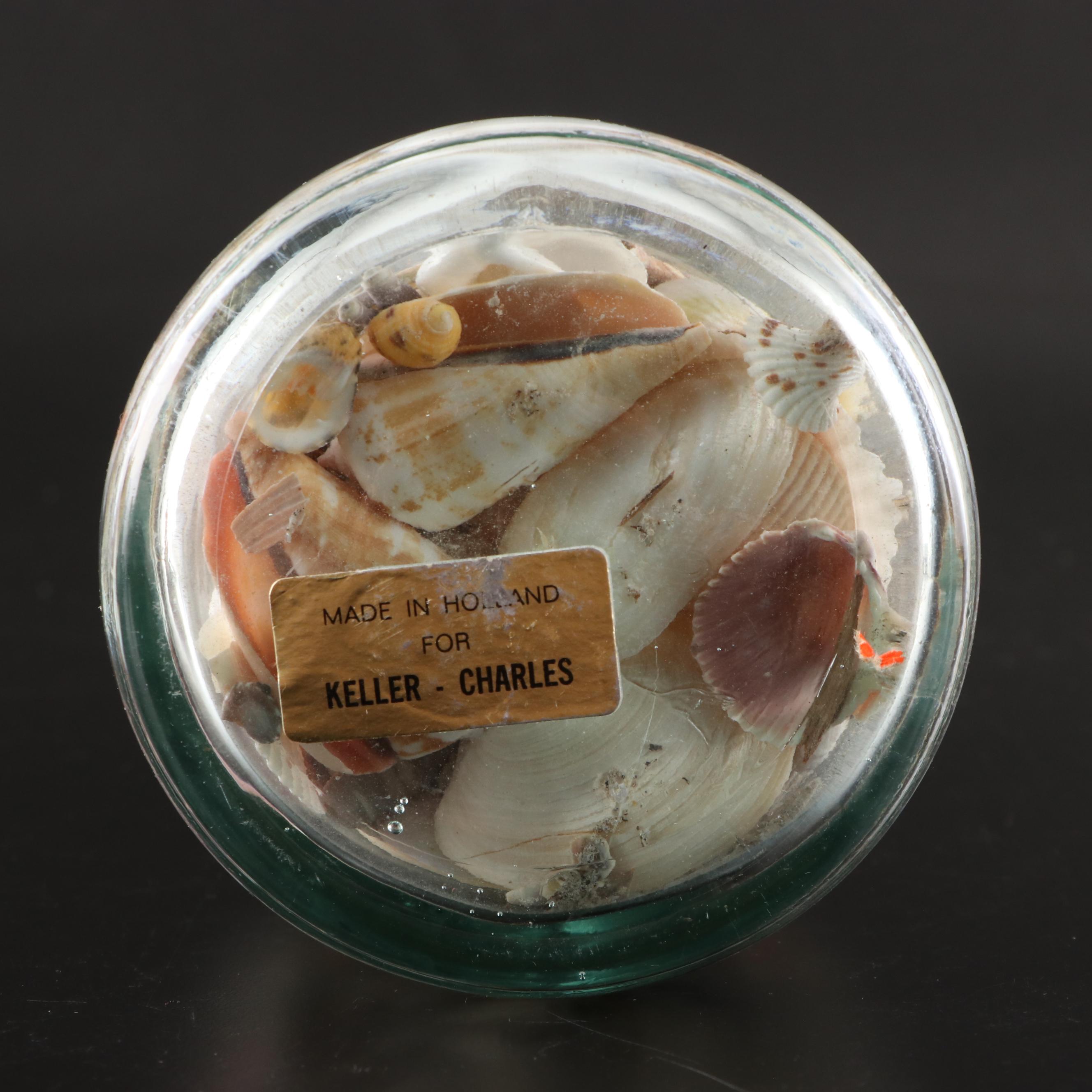 Queen Conch, Lightning Whelk, Clams, Tulip Shell, Cones and More