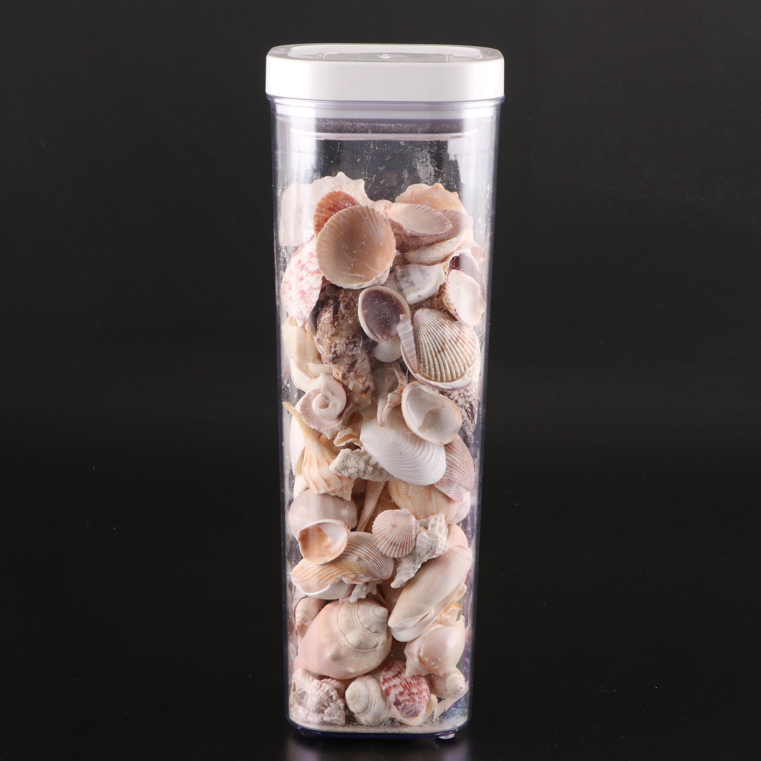 Queen Conch, Lightning Whelk, Clams, Tulip Shell, Cones and More