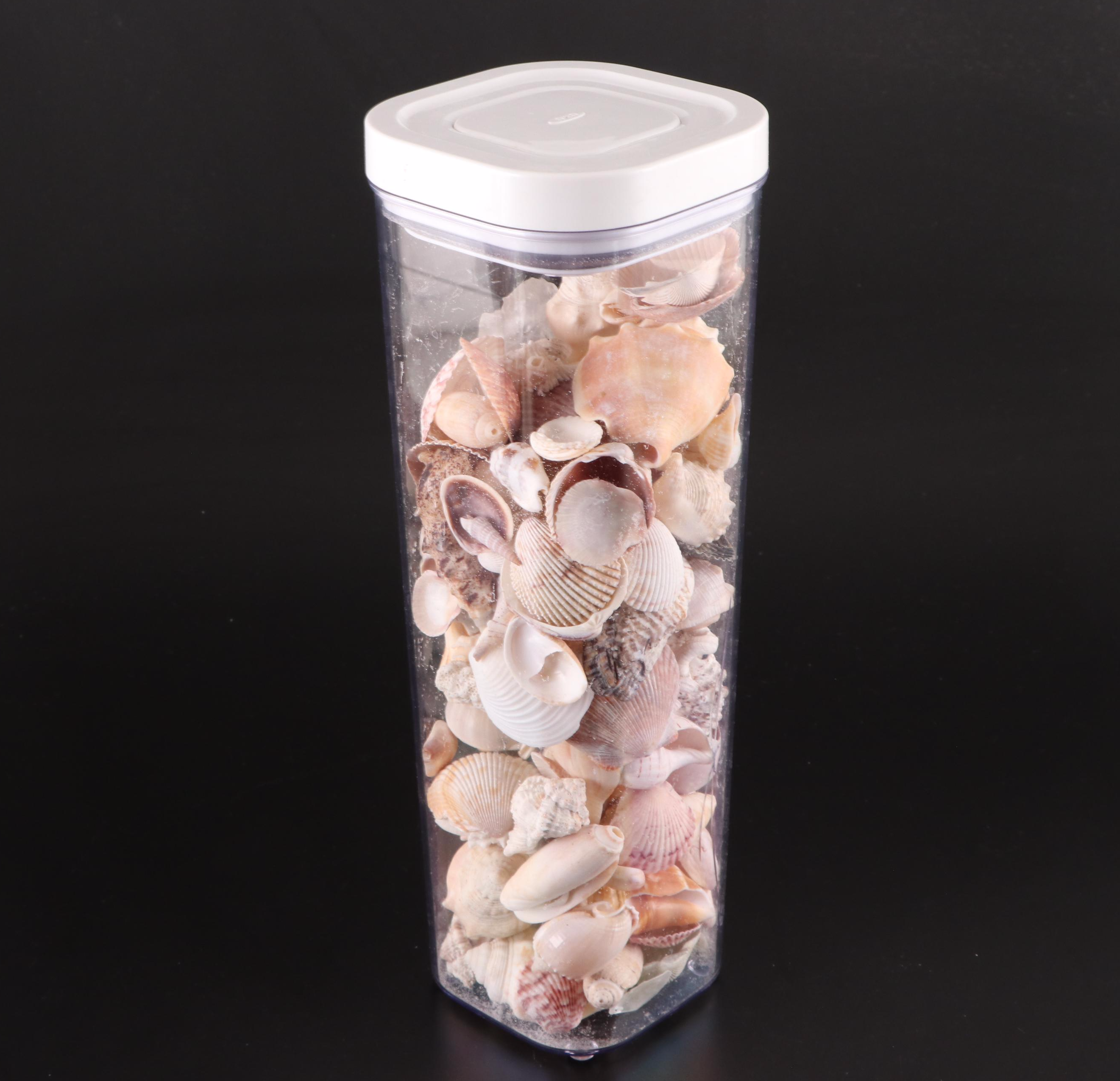 Queen Conch, Lightning Whelk, Clams, Tulip Shell, Cones and More
