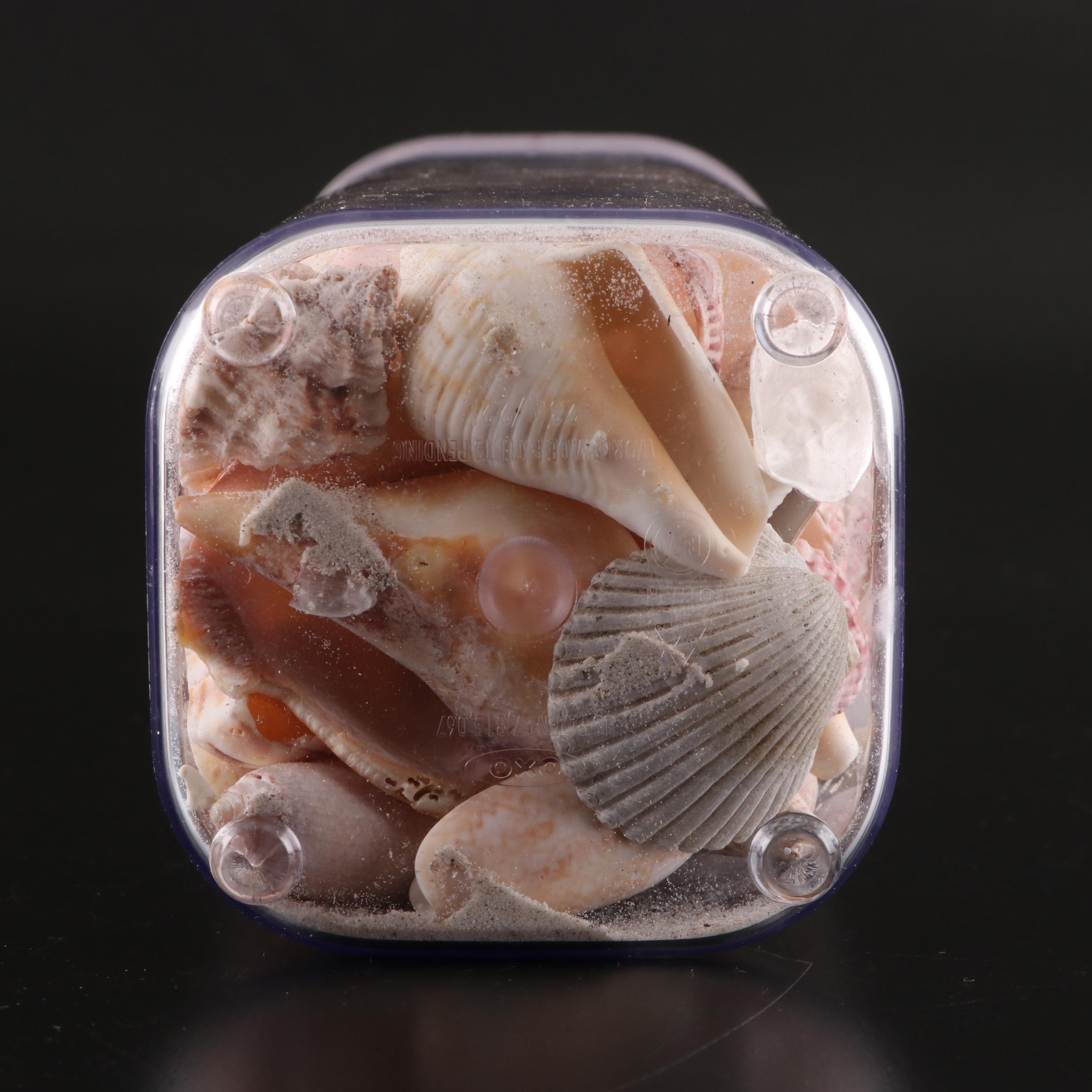 Queen Conch, Lightning Whelk, Clams, Tulip Shell, Cones and More
