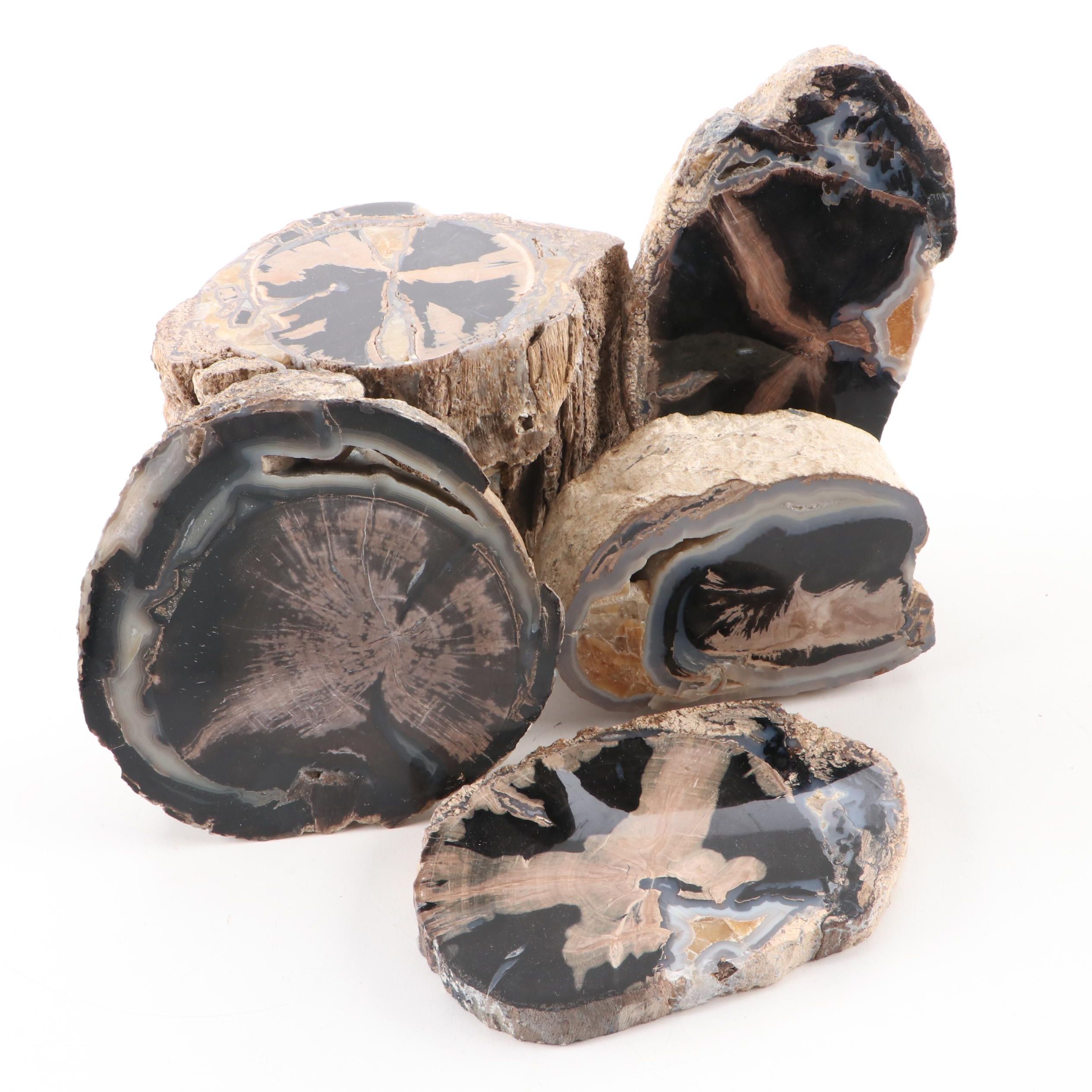 Agatized Petrified Wood Specimens