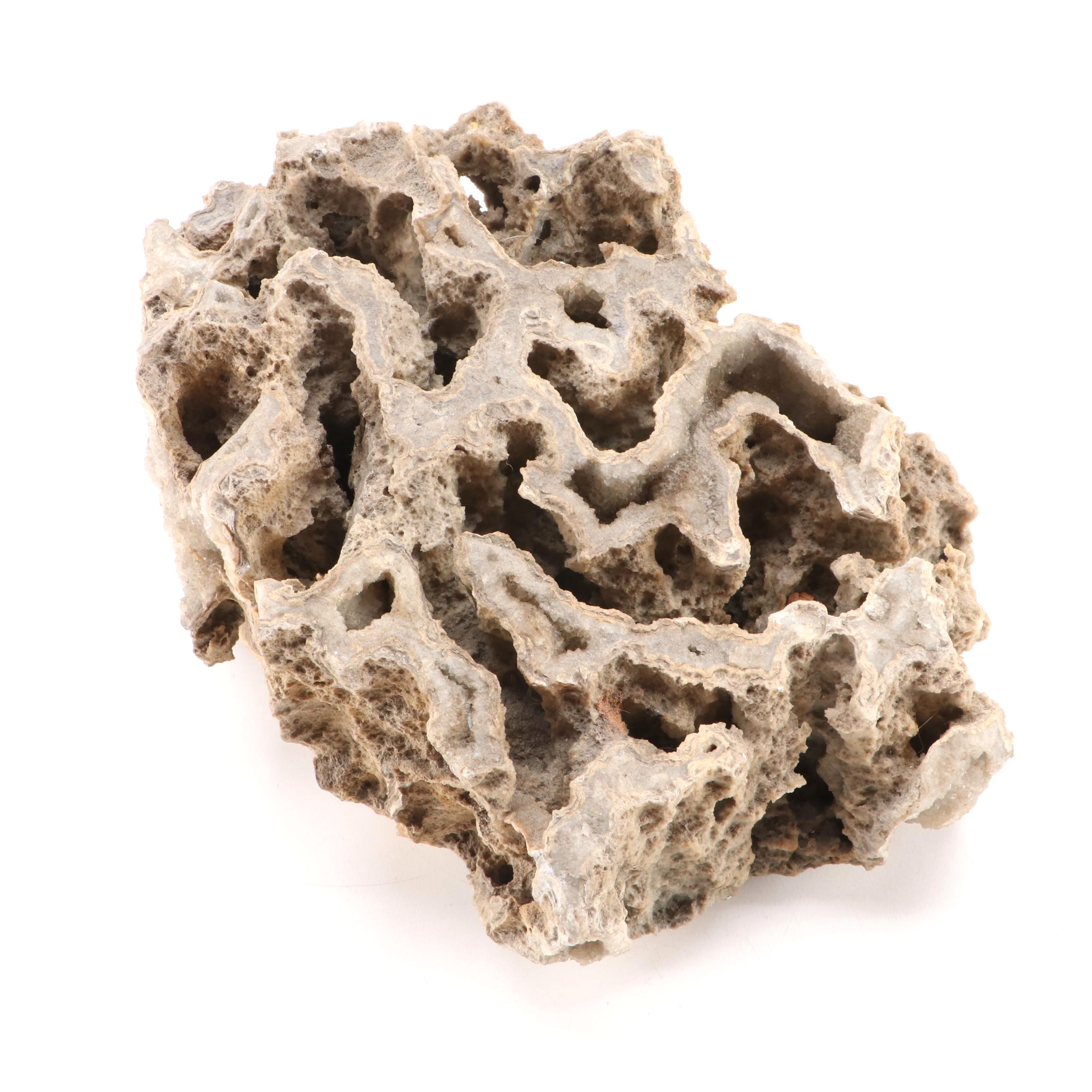 Fossil Coral Specimen