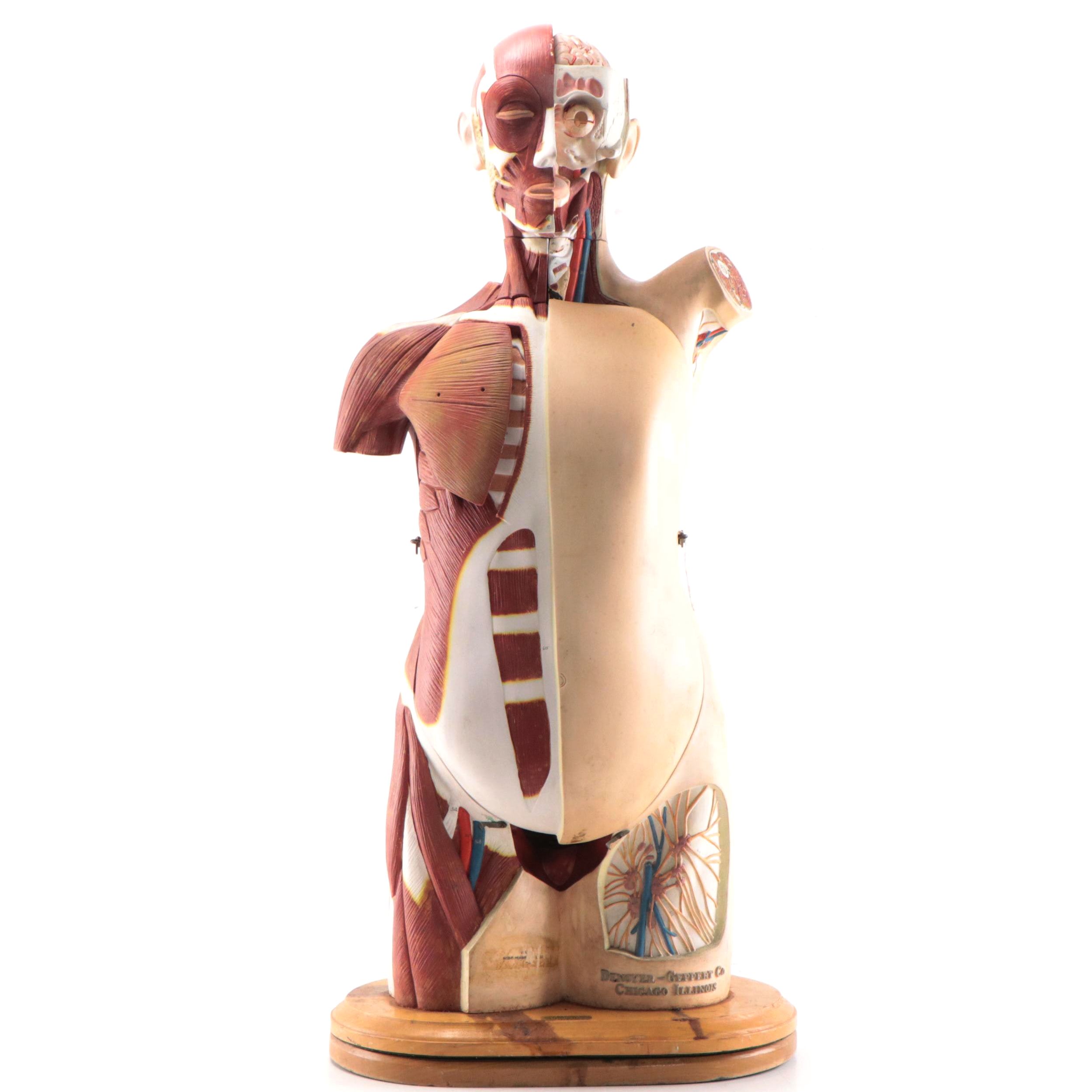 Denoyer-Geppert Co. Medical Model of Human Torso, Mid-20th Century