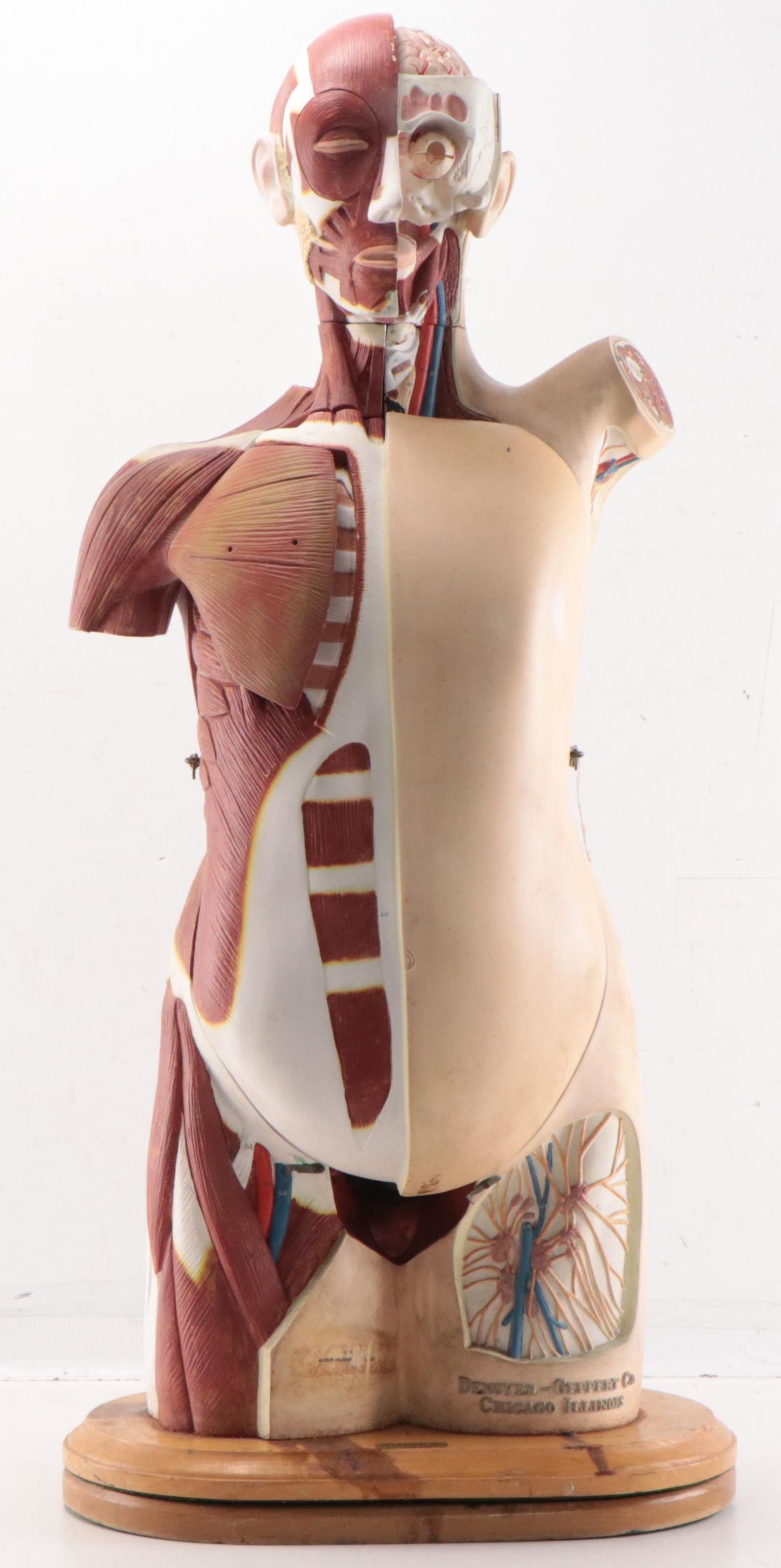 Denoyer-Geppert Co. Medical Model of Human Torso, Mid-20th Century