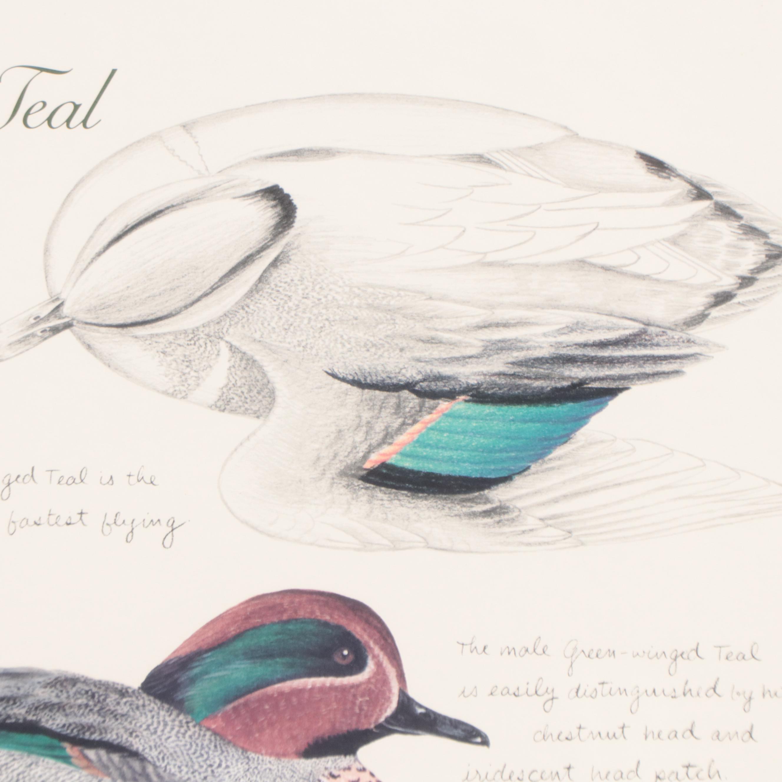 Offset Lithograph After Bob Berry "Illinois Green-Winged Teal"
