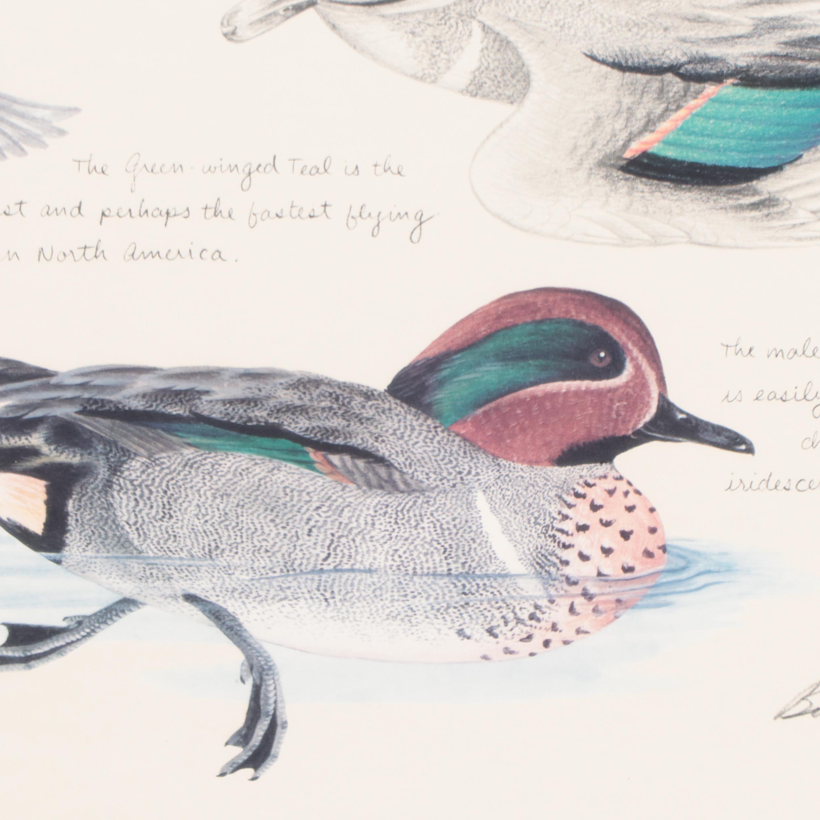 Offset Lithograph After Bob Berry "Illinois Green-Winged Teal"