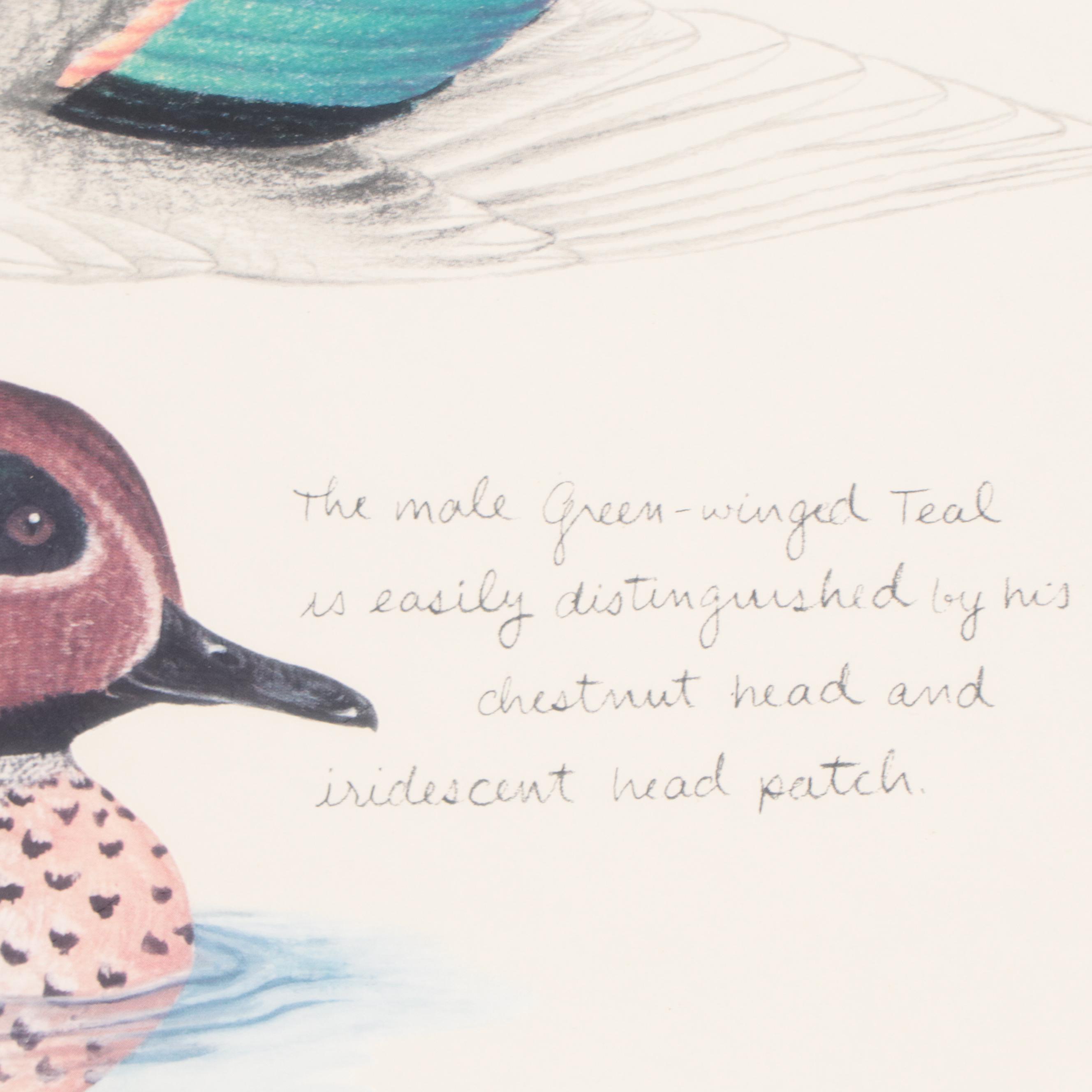 Offset Lithograph After Bob Berry "Illinois Green-Winged Teal"