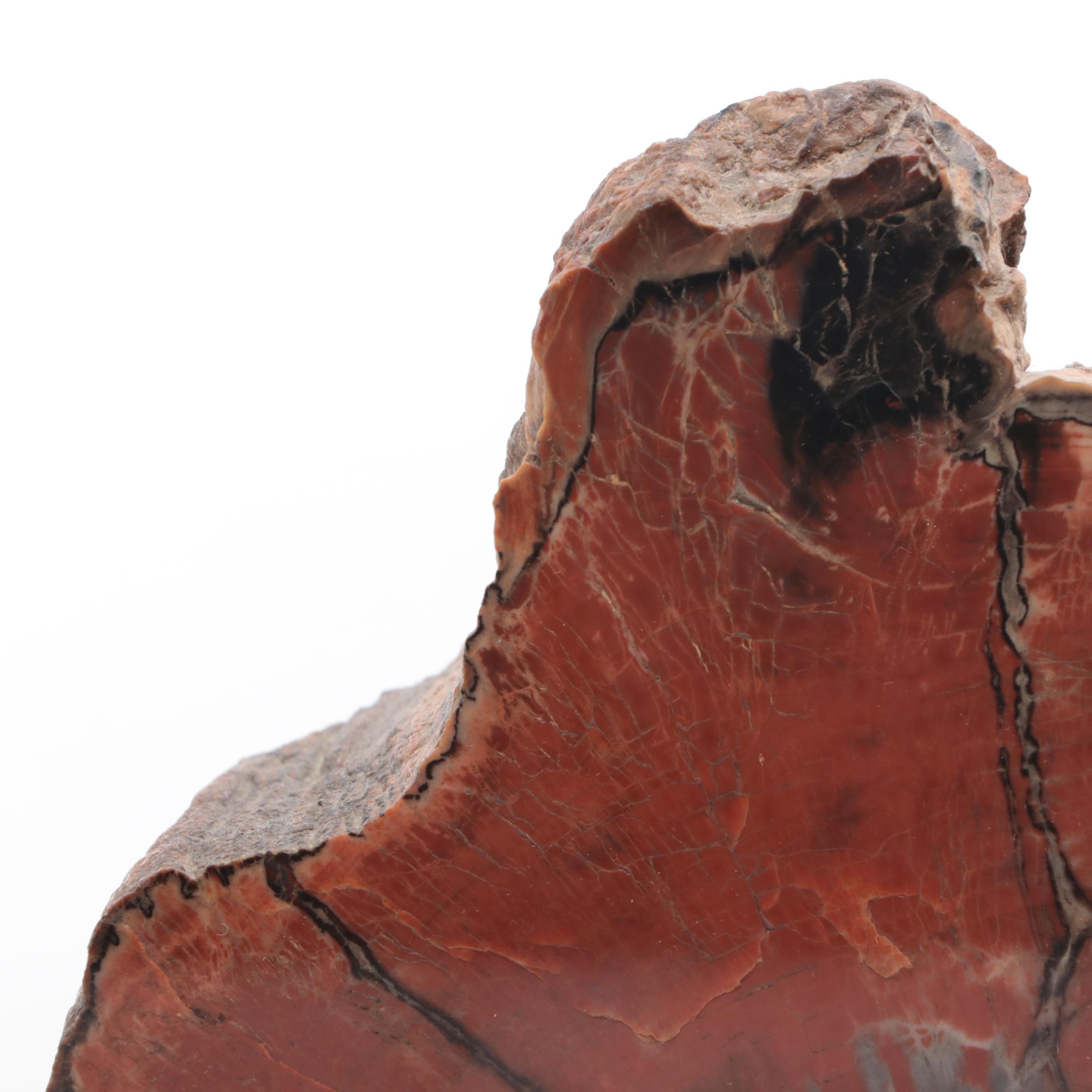 Petrified Wood Slab Bookends