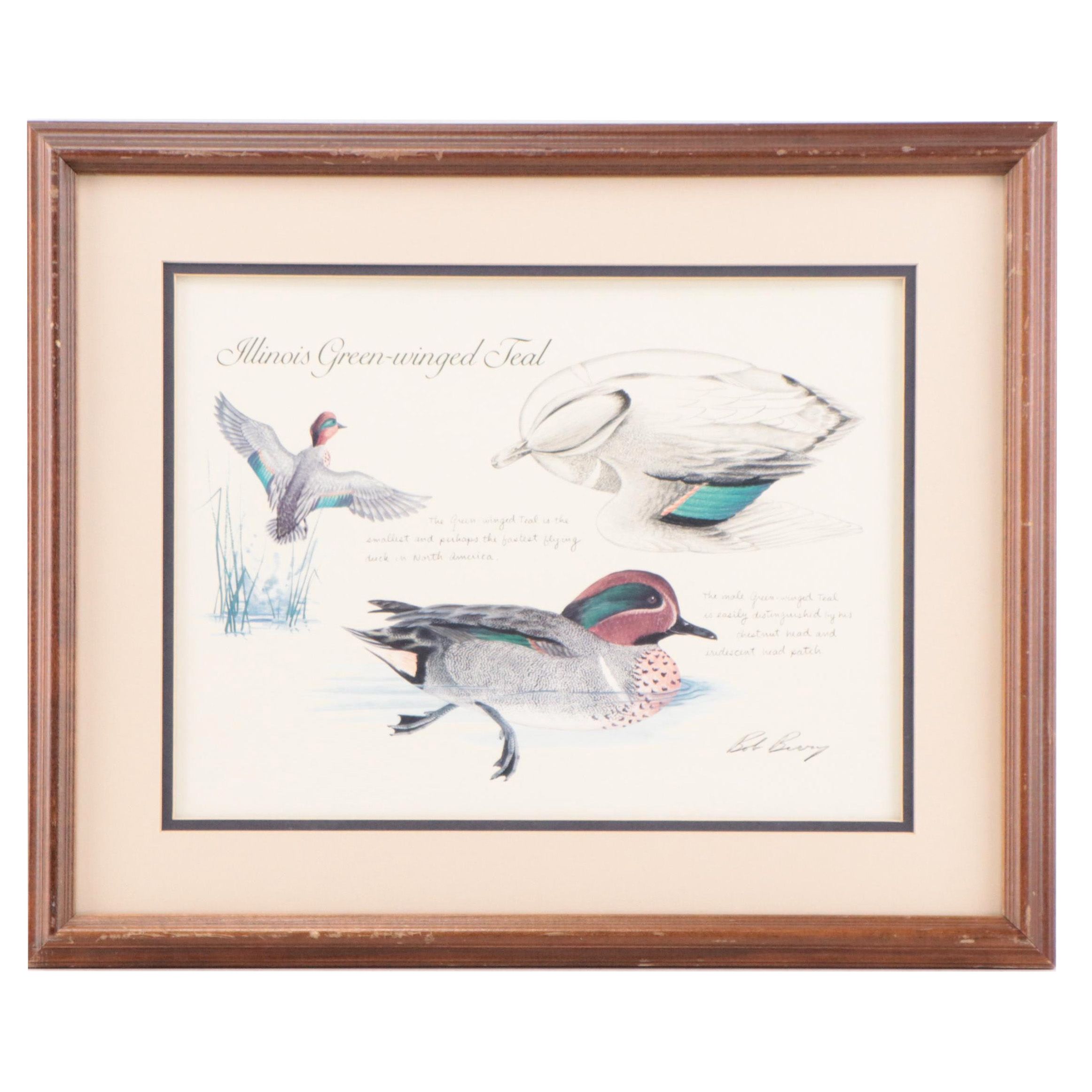 Offset Lithograph After Bob Berry "Illinois Green-Winged Teal"
