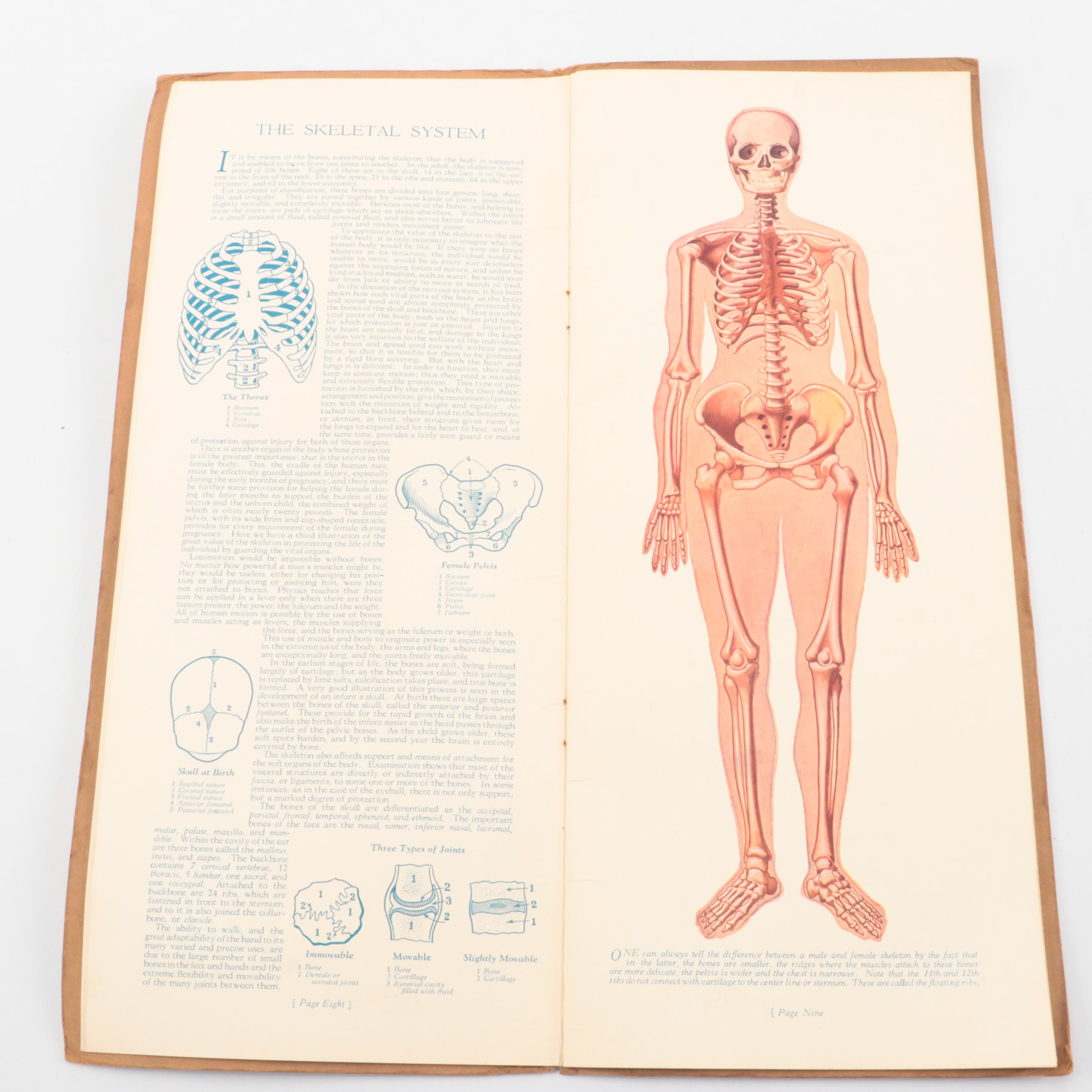 "Portfolio of Anatomical Manikins" by Dr. David H. Keller, 1929