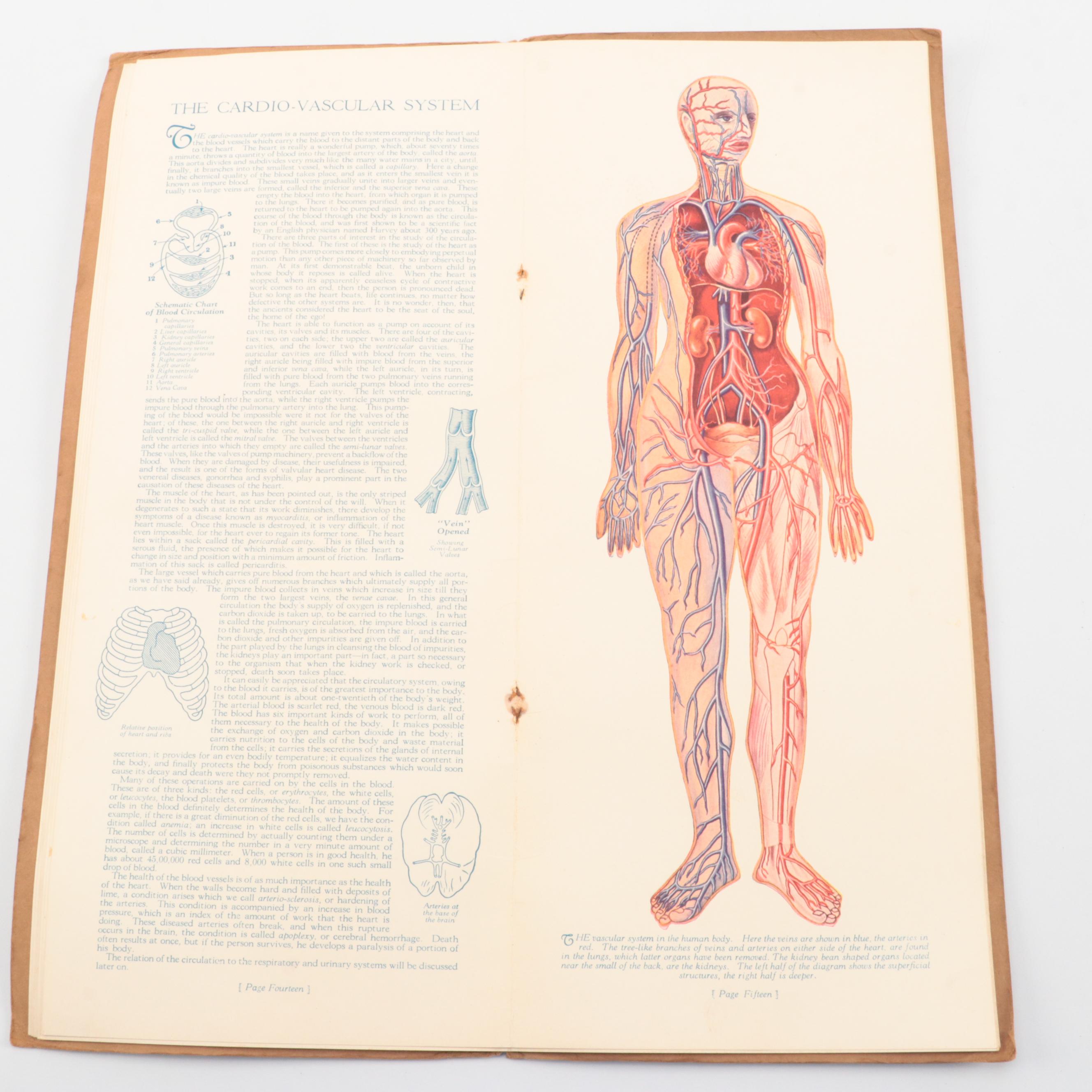 "Portfolio of Anatomical Manikins" by Dr. David H. Keller, 1929