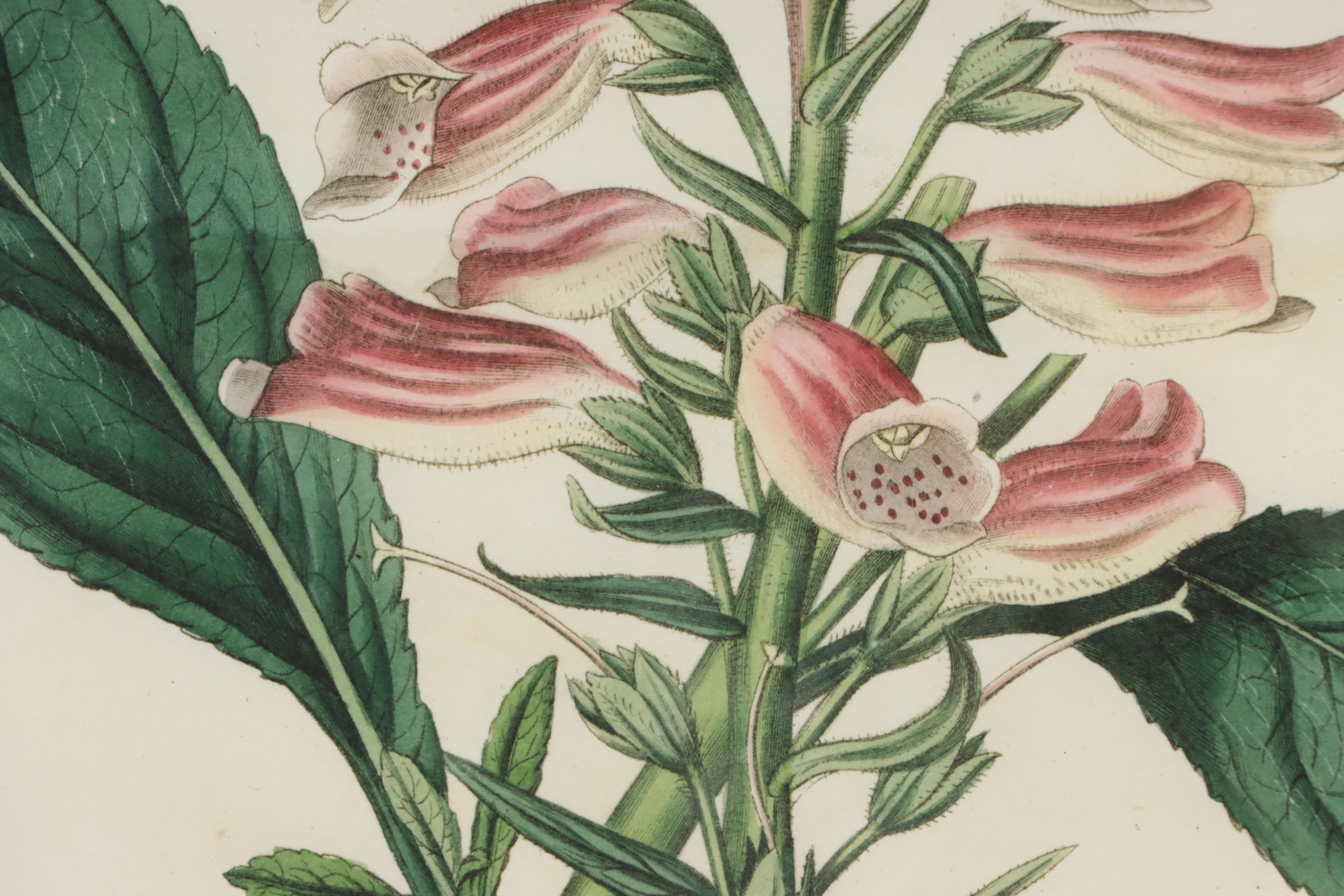 Giclée Reproduction of Botanical Specimen of Foxglove