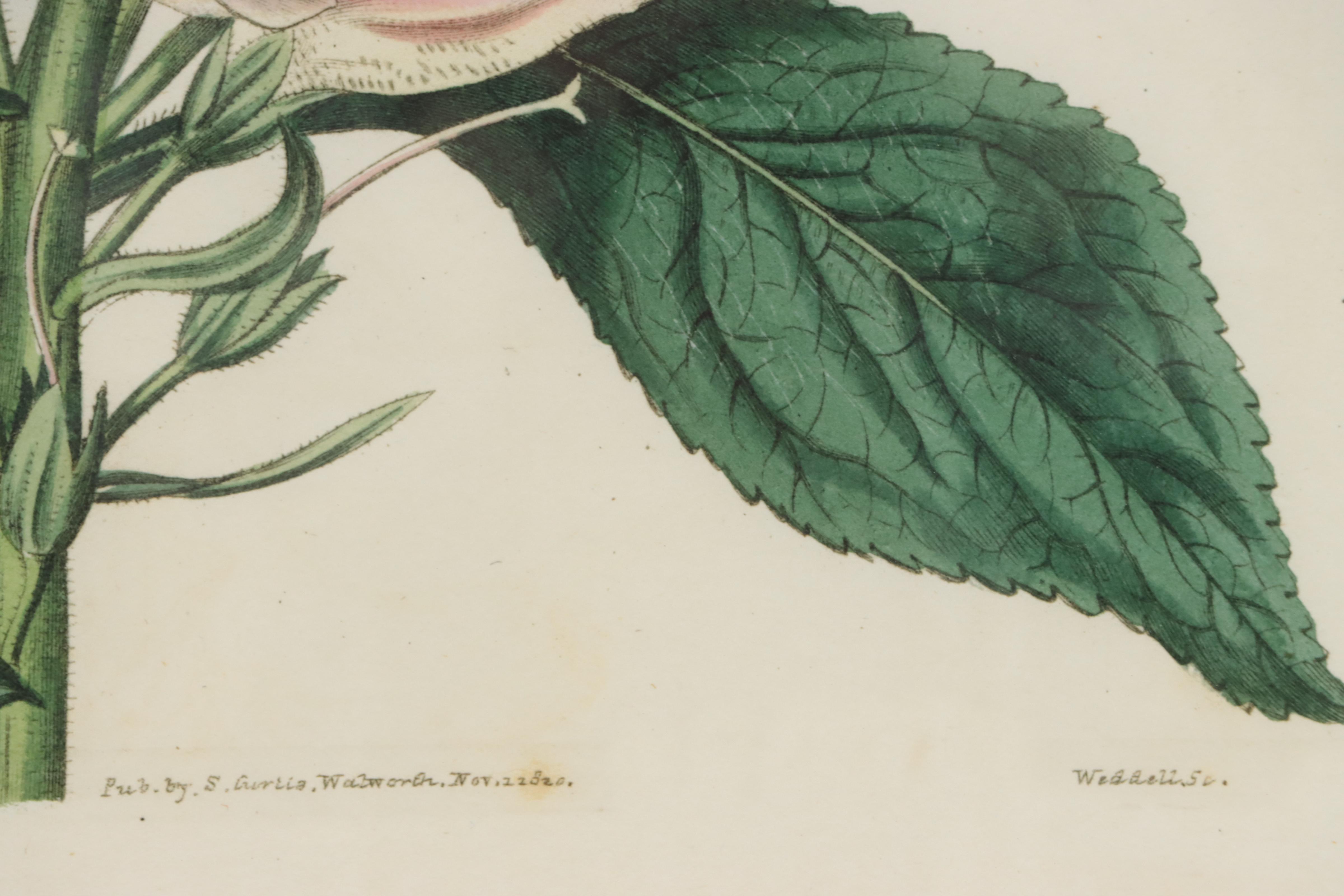 Giclée Reproduction of Botanical Specimen of Foxglove