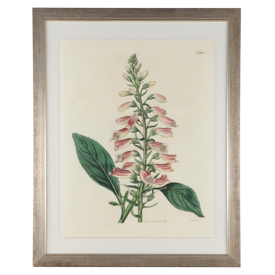 Giclée Reproduction of Botanical Specimen of Foxglove