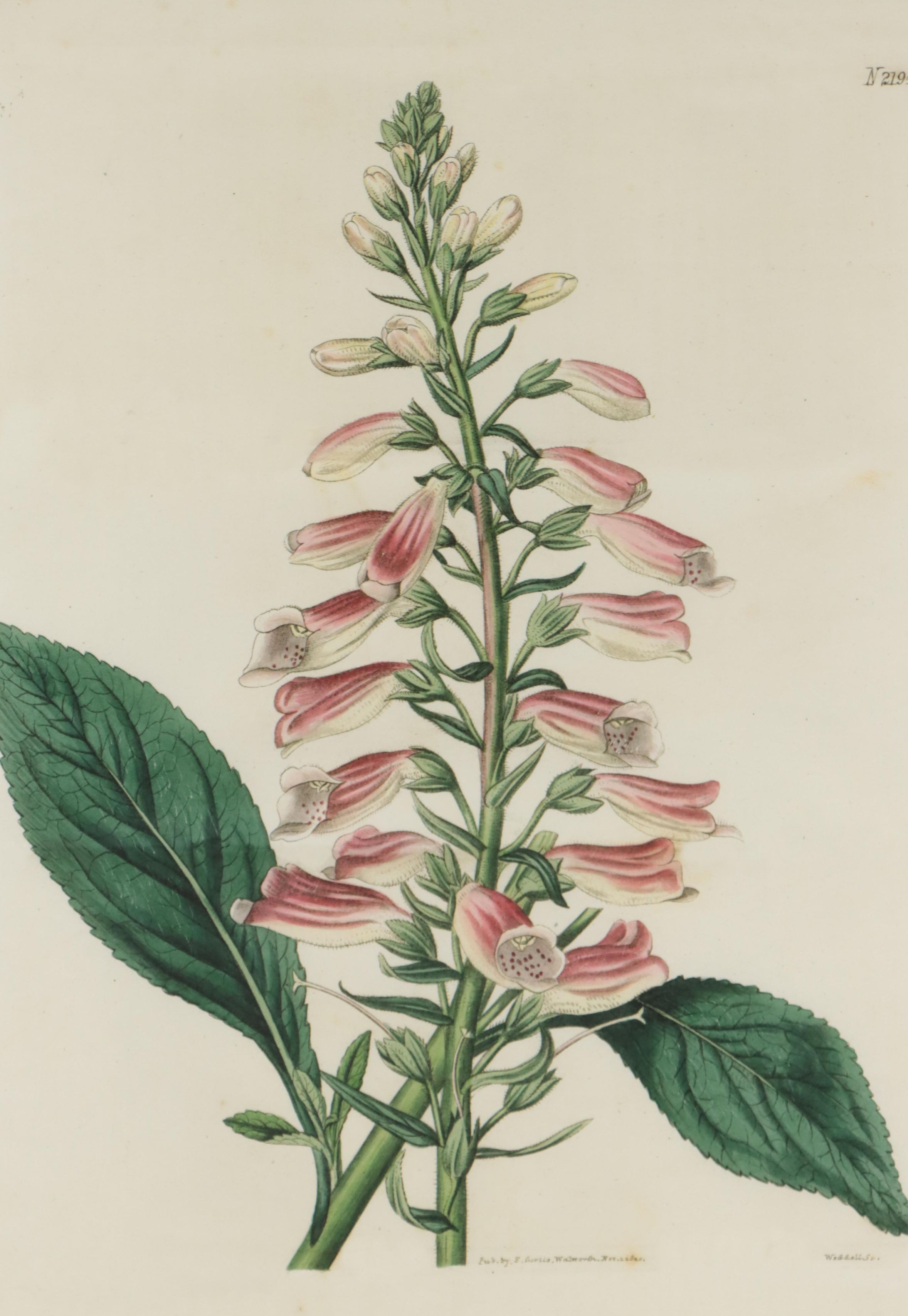 Giclée Reproduction of Botanical Specimen of Foxglove