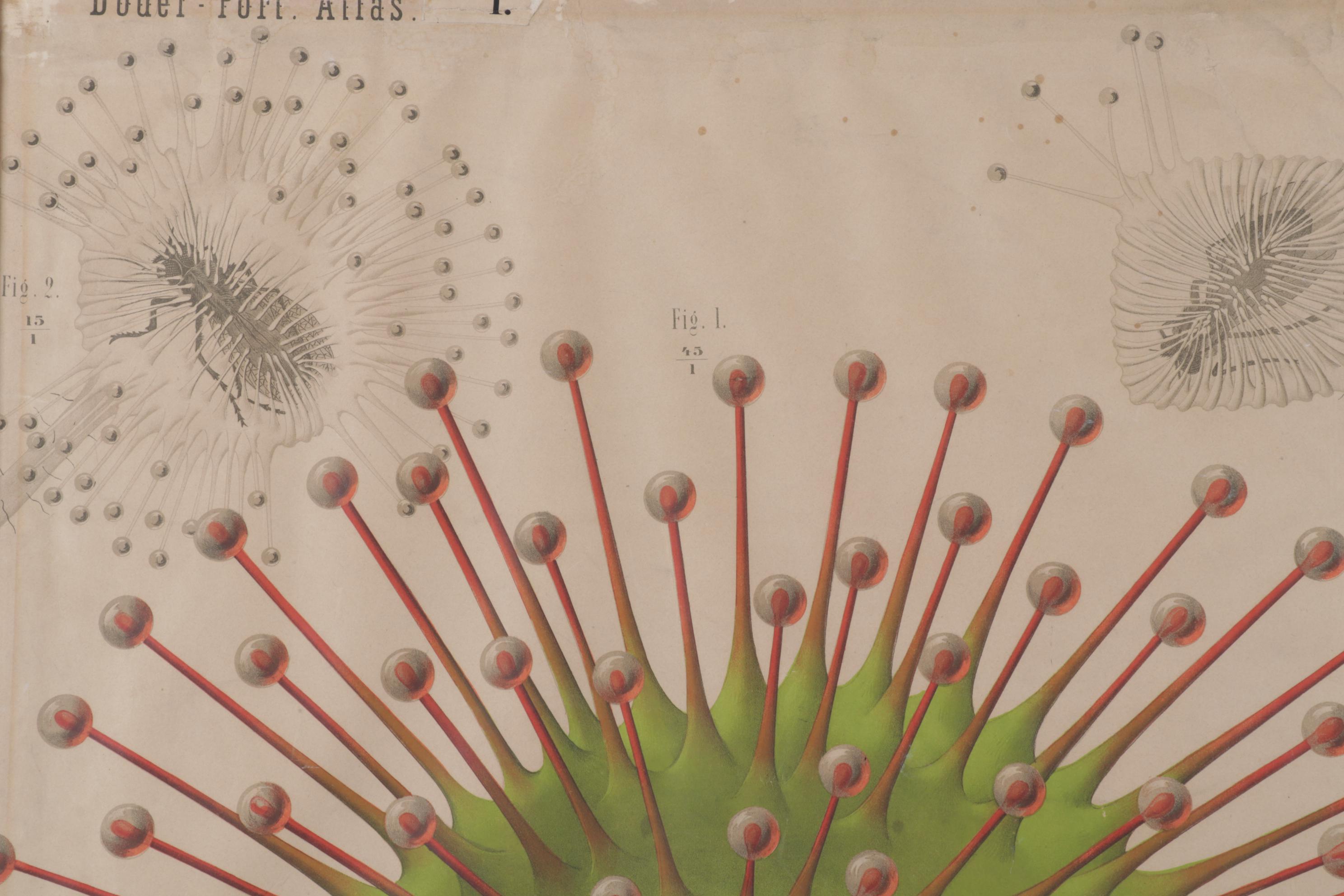 Arnold Dodel-Port Color Lithograph "Drosera rotundifolia," Circa 1888