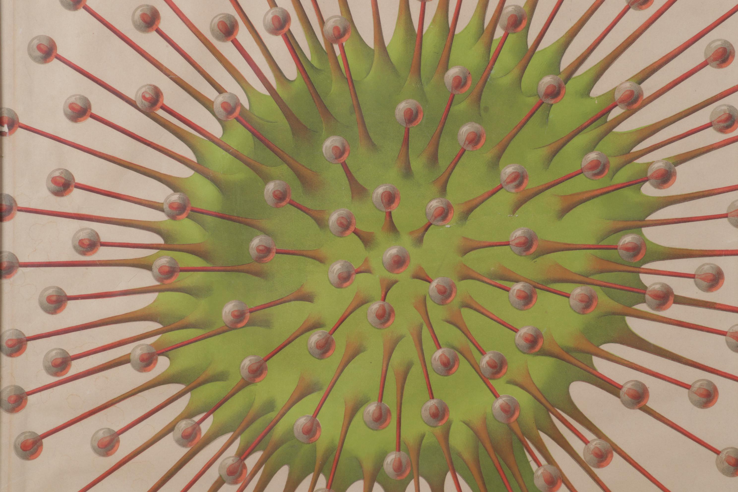 Arnold Dodel-Port Color Lithograph "Drosera rotundifolia," Circa 1888