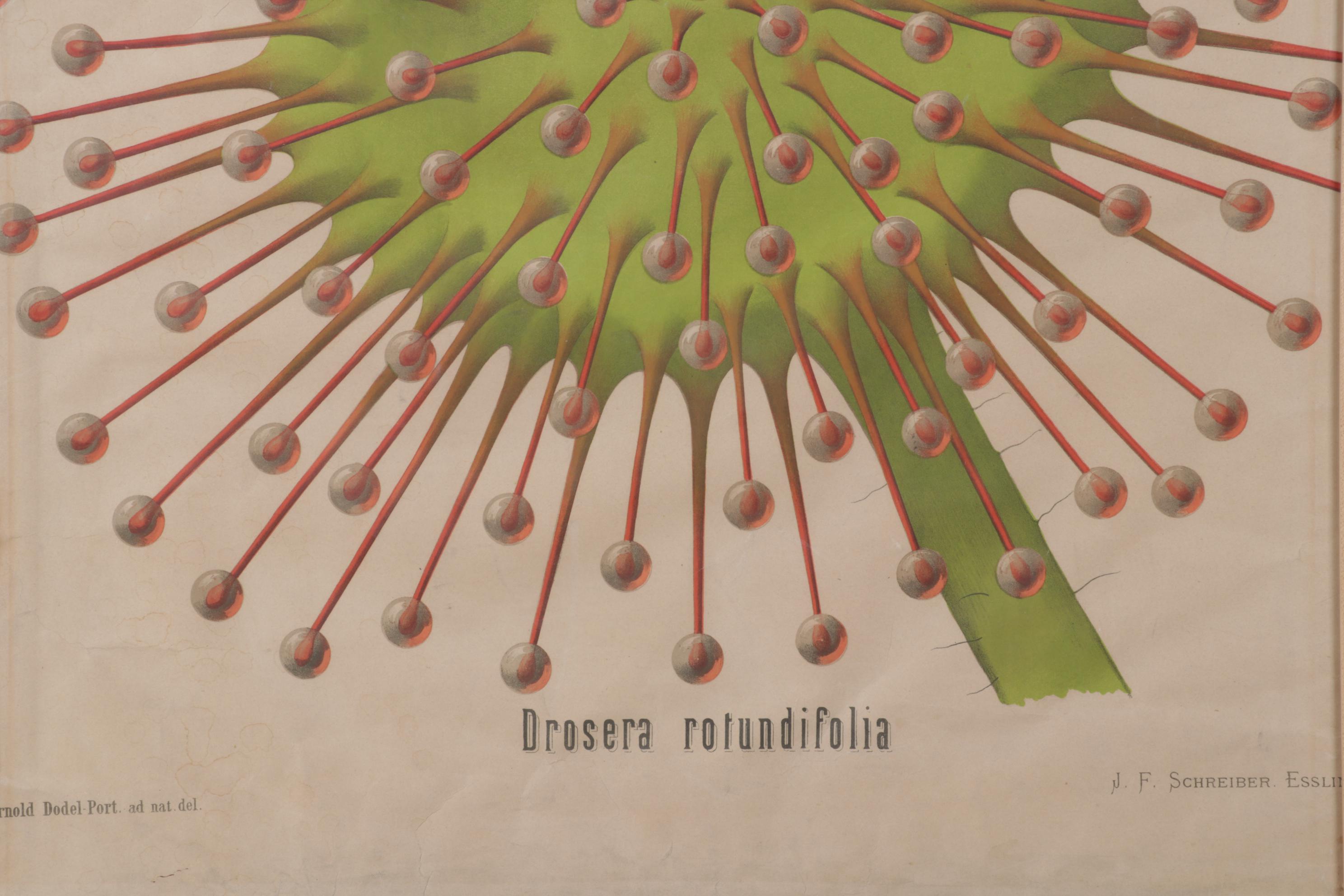Arnold Dodel-Port Color Lithograph "Drosera rotundifolia," Circa 1888