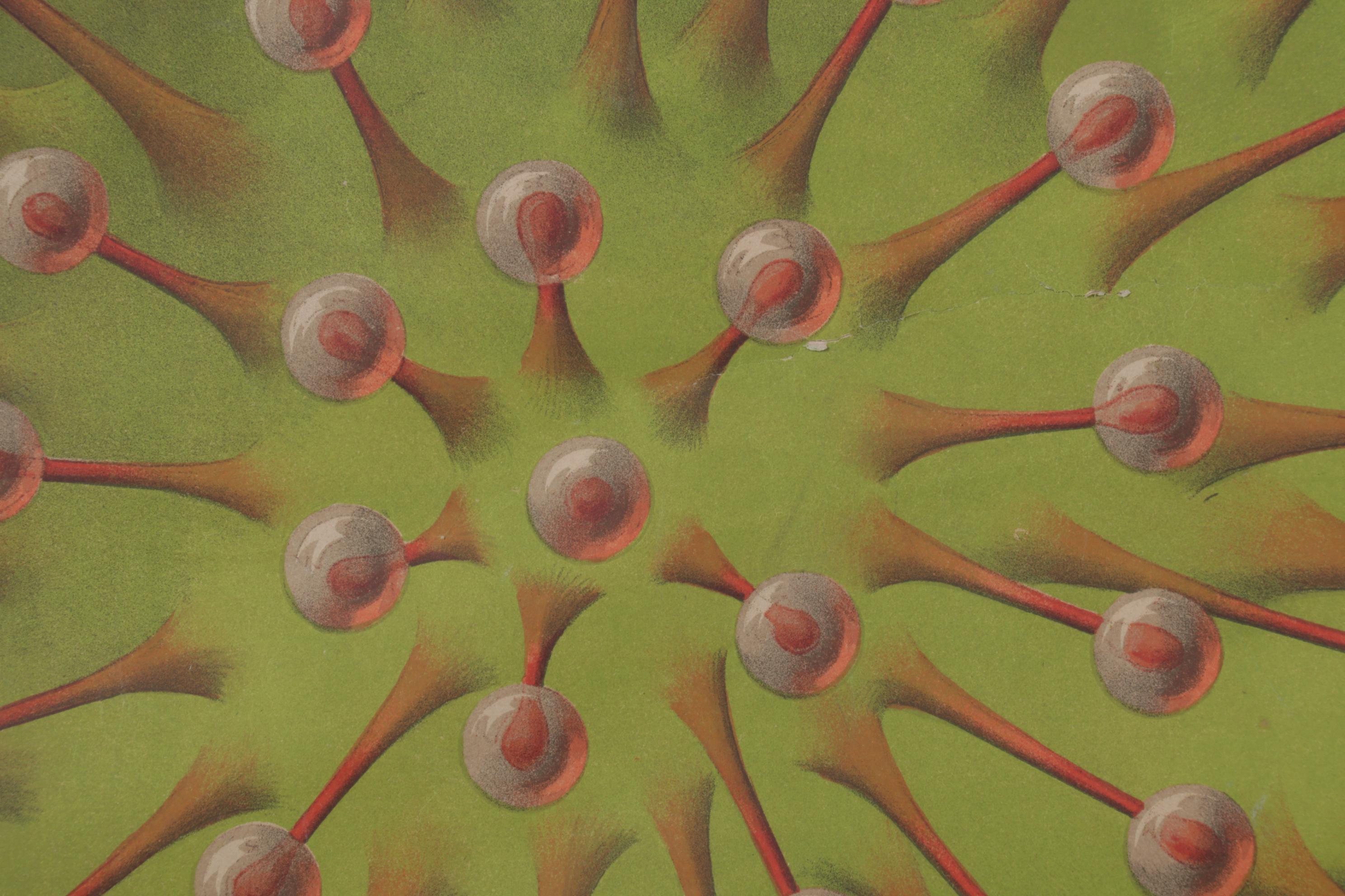 Arnold Dodel-Port Color Lithograph "Drosera rotundifolia," Circa 1888