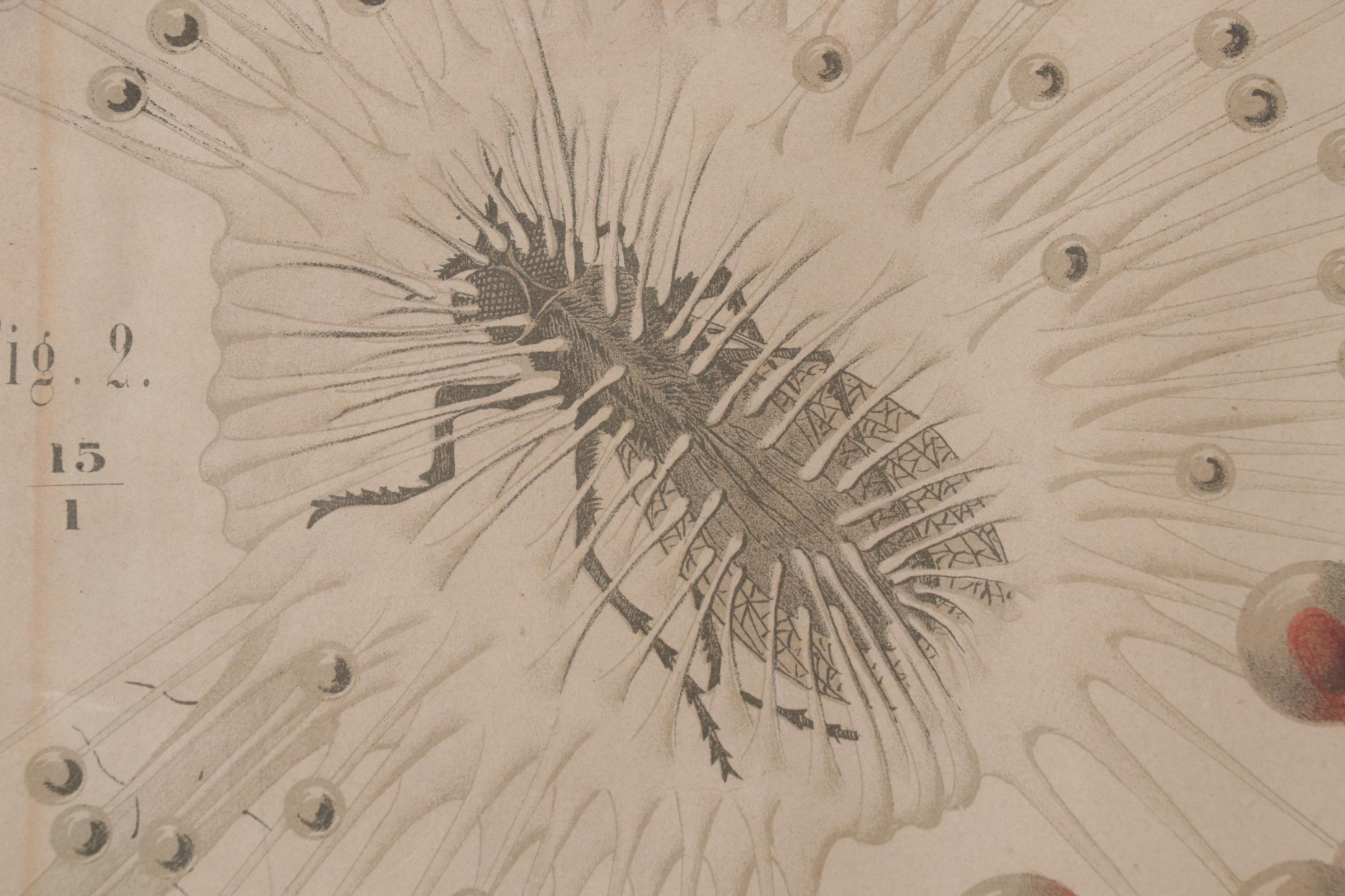 Arnold Dodel-Port Color Lithograph "Drosera rotundifolia," Circa 1888