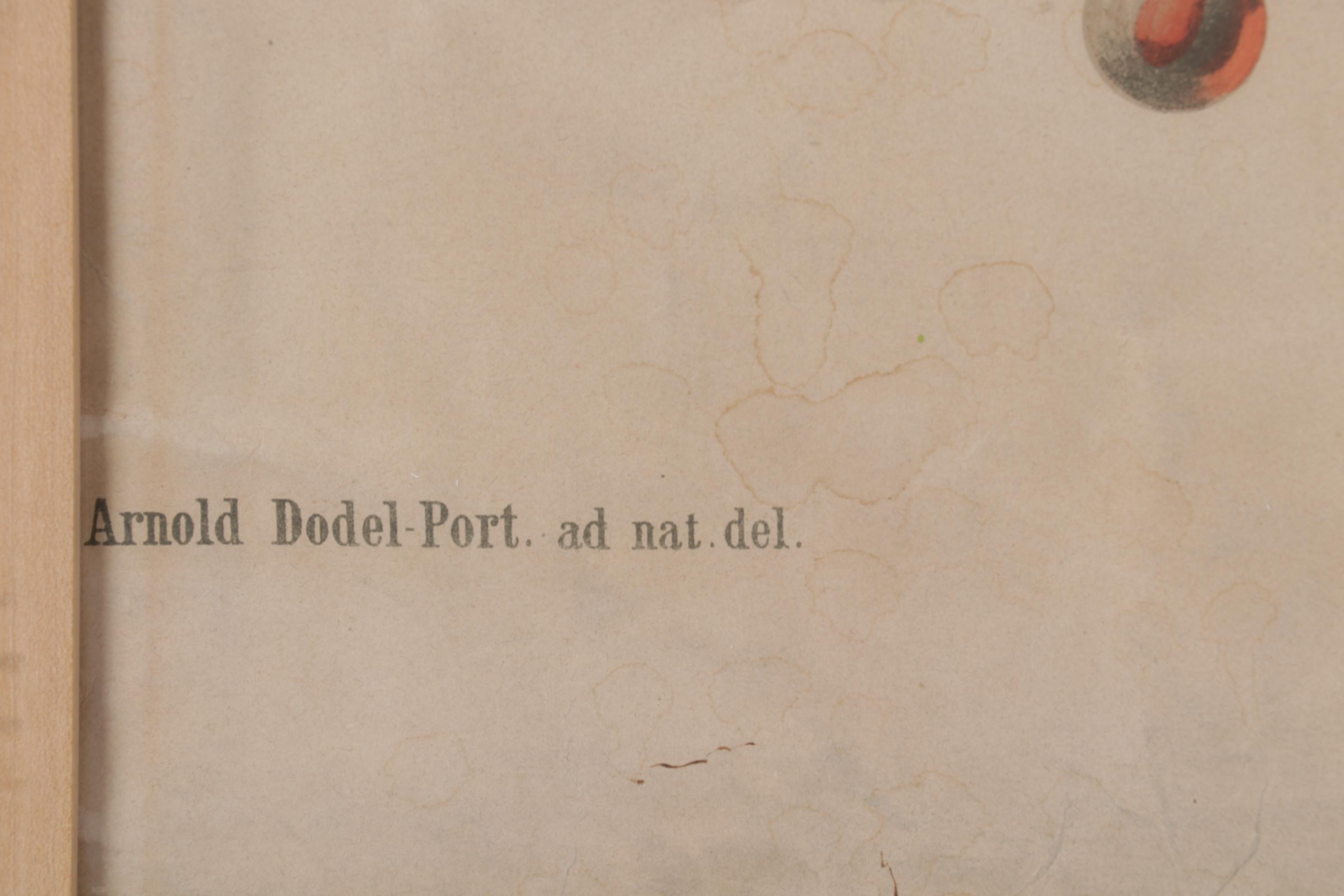 Arnold Dodel-Port Color Lithograph "Drosera rotundifolia," Circa 1888