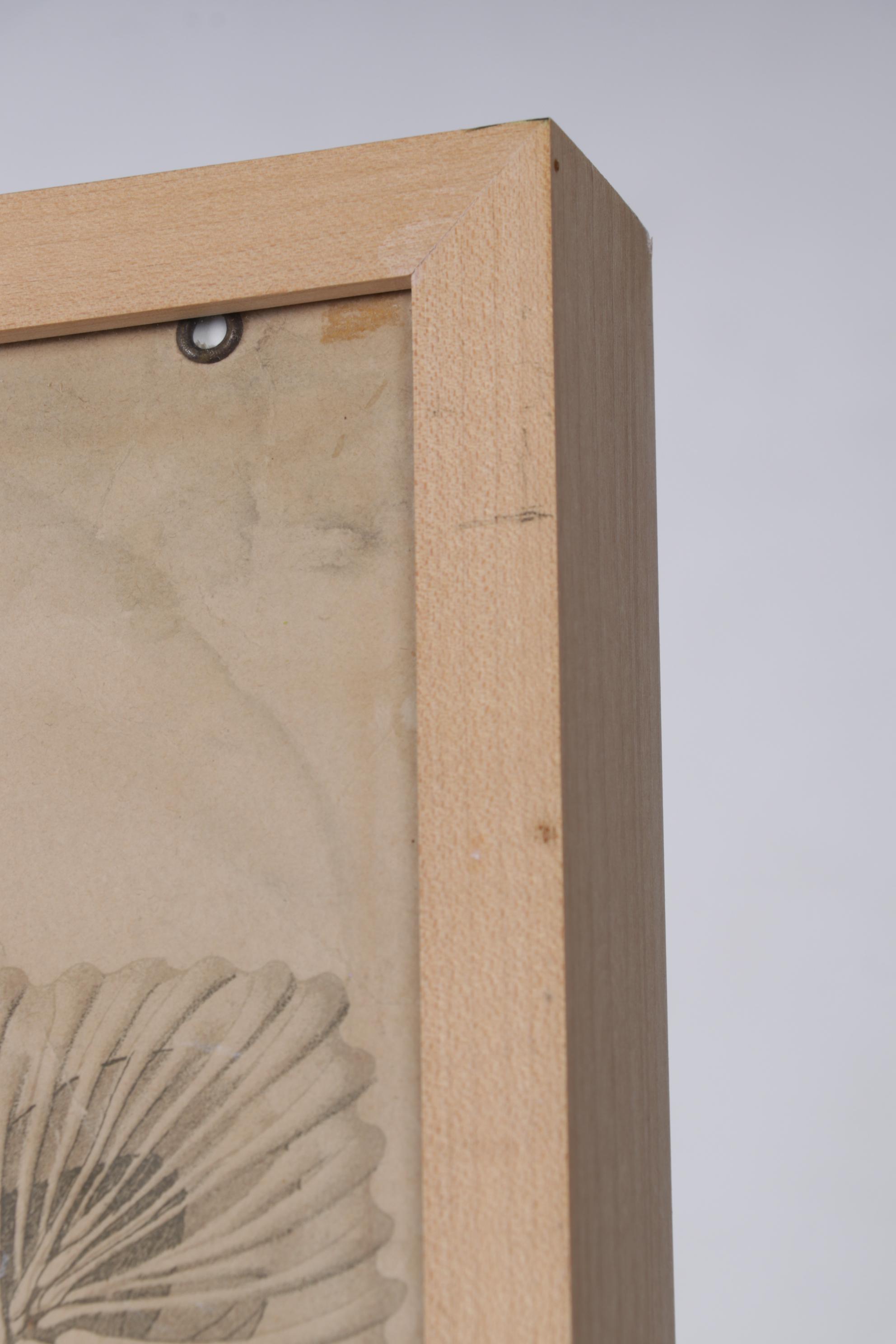 Arnold Dodel-Port Color Lithograph "Drosera rotundifolia," Circa 1888