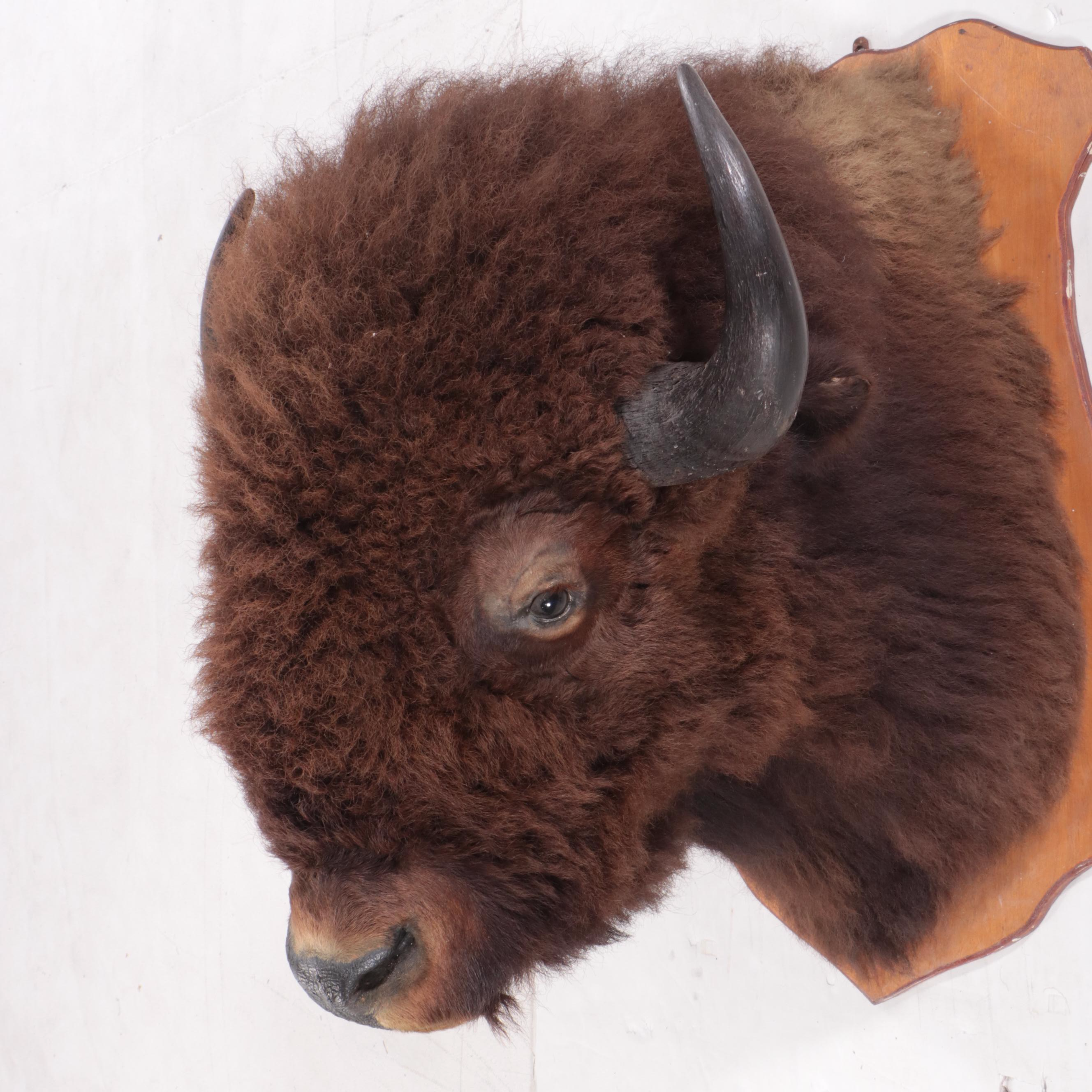 Taxidermy Bison Shoulder Mount