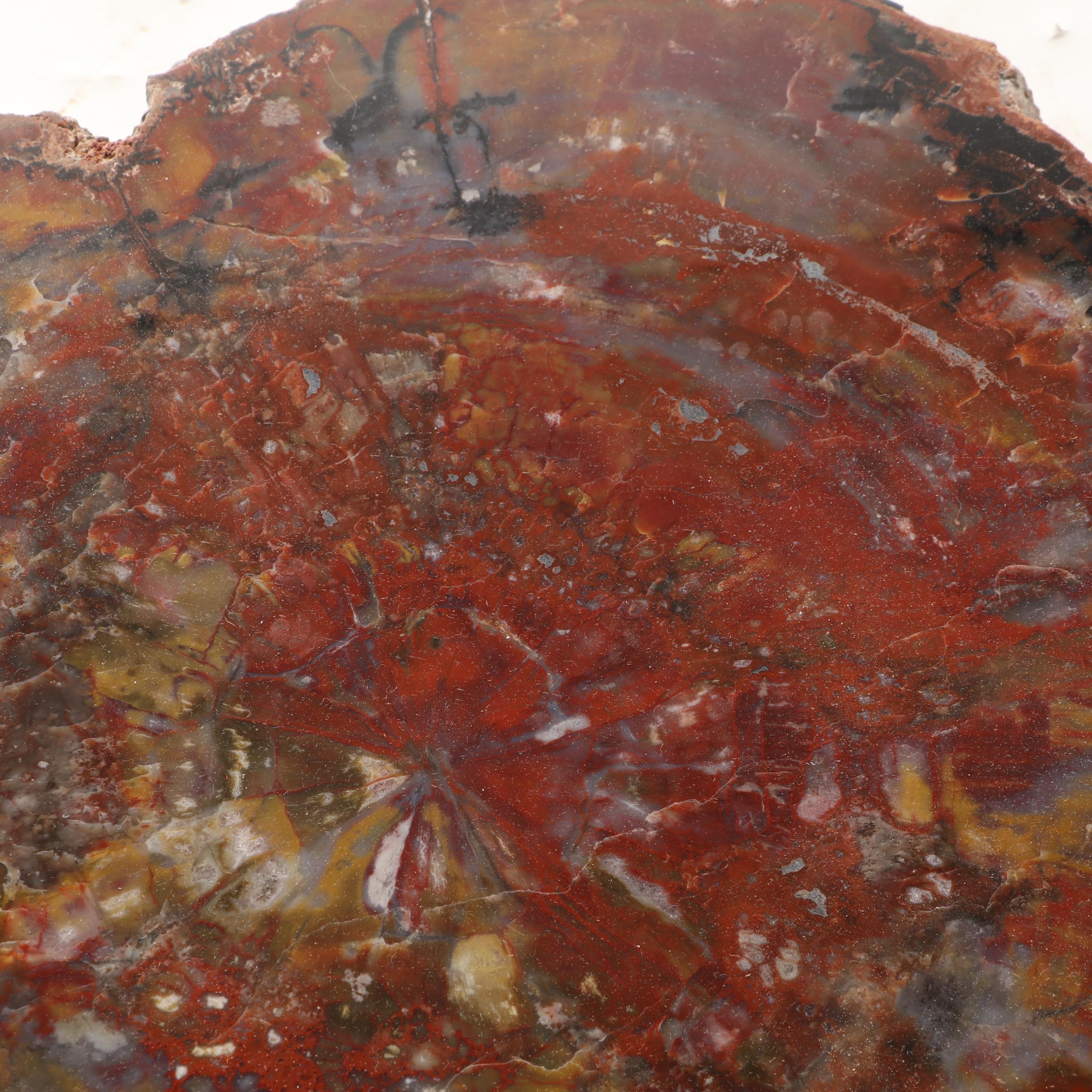 Agatized Petrified Wood Slab