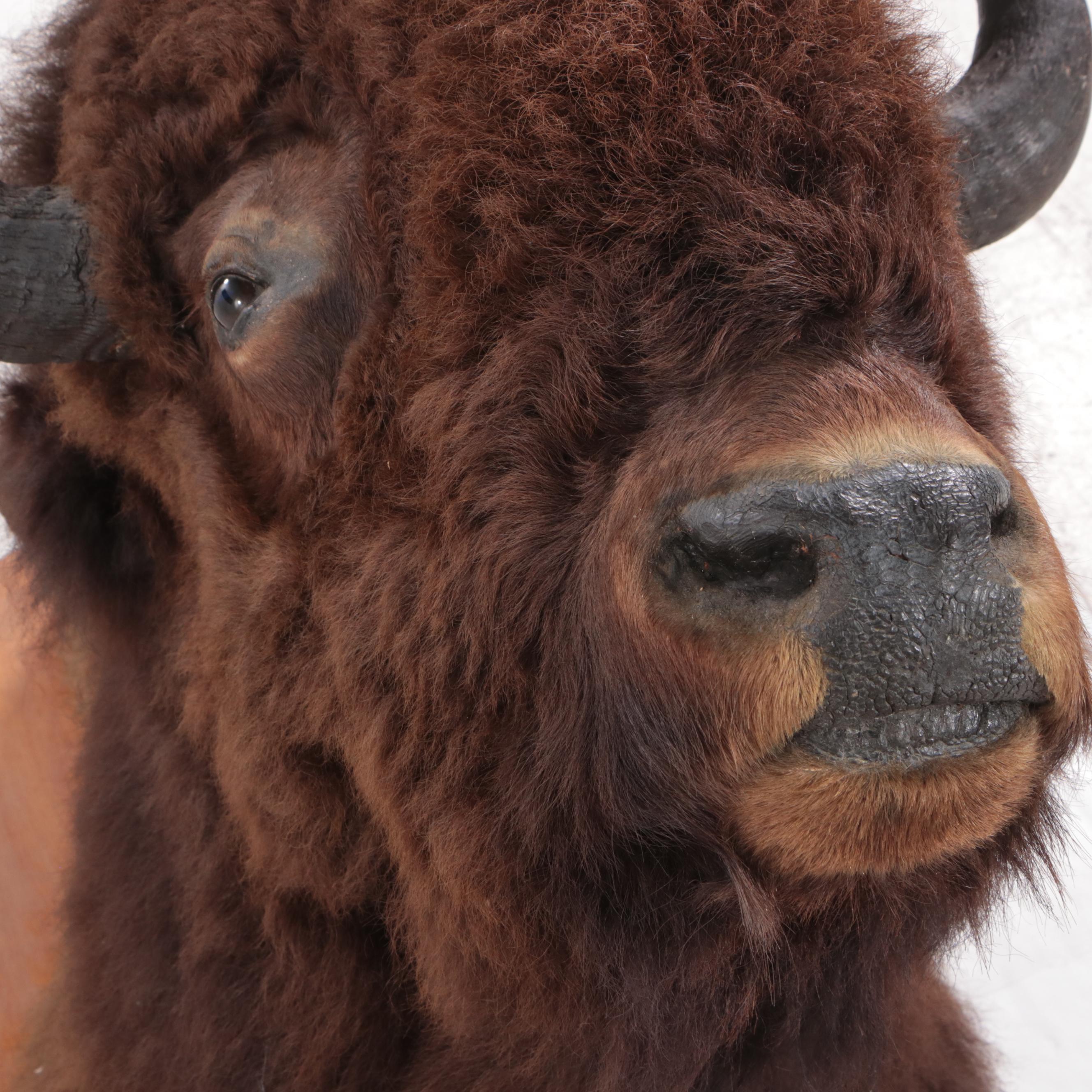 Taxidermy Bison Shoulder Mount