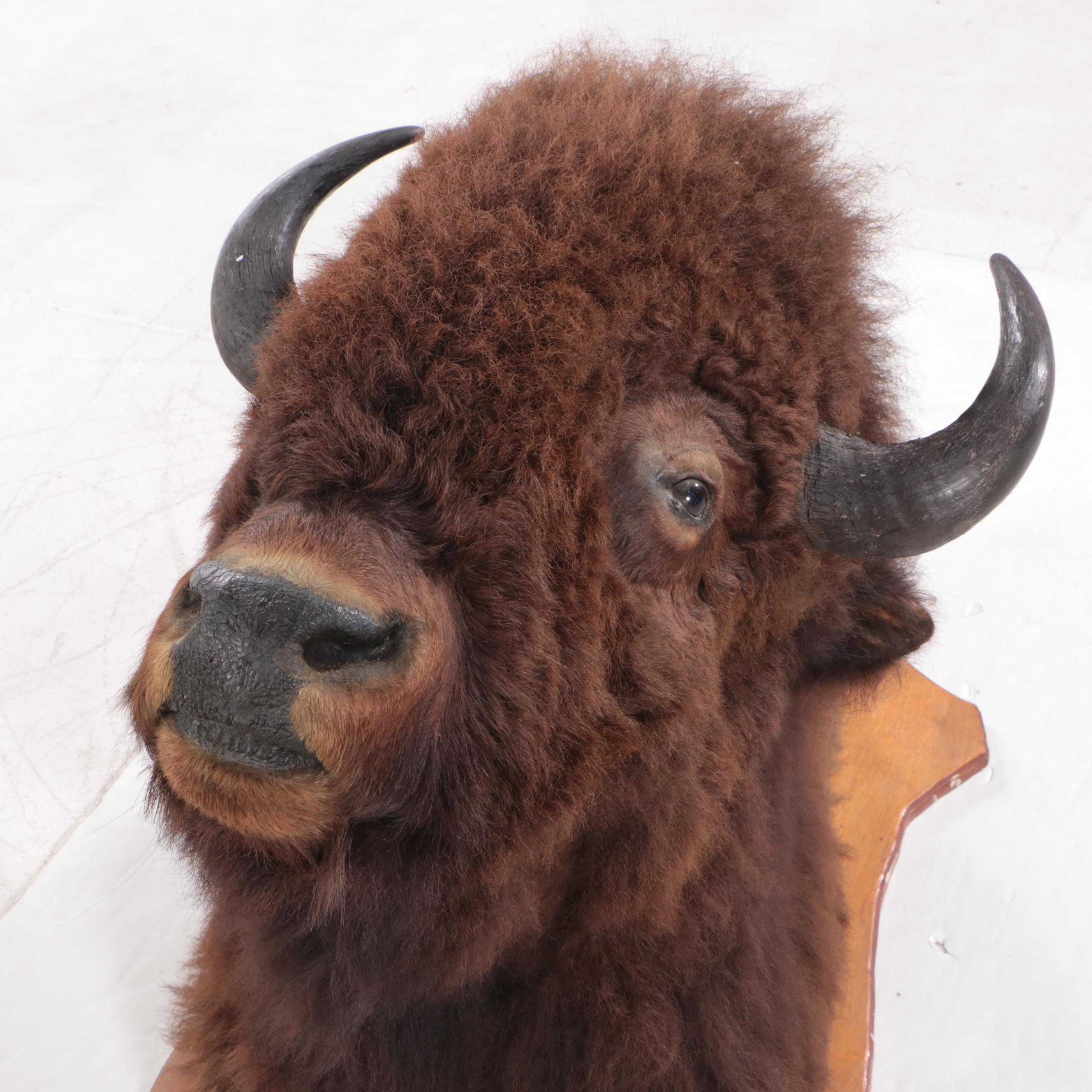 Taxidermy Bison Shoulder Mount
