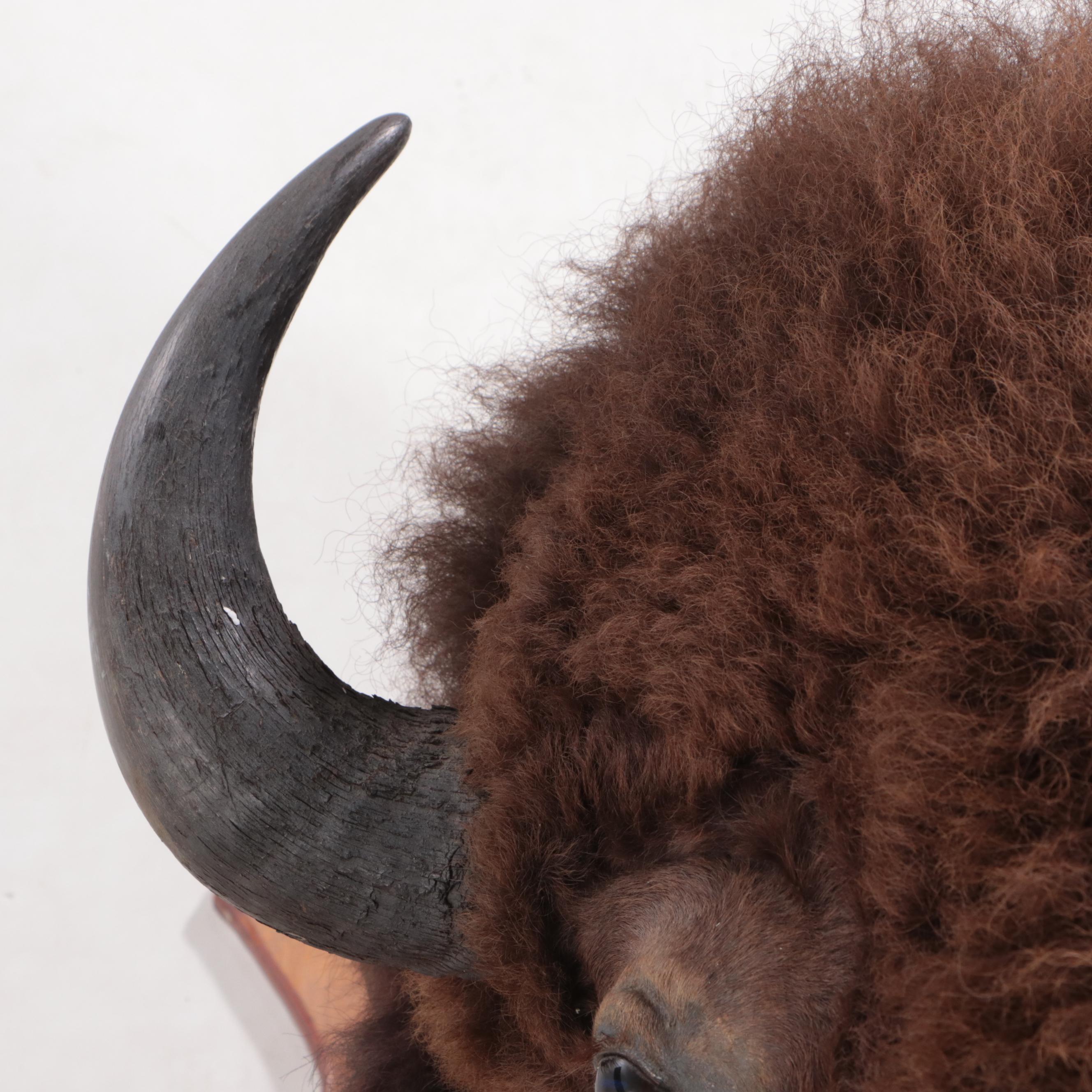 Taxidermy Bison Shoulder Mount